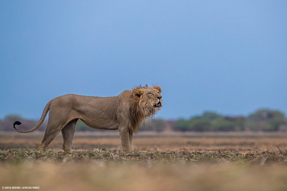african male lion roaring