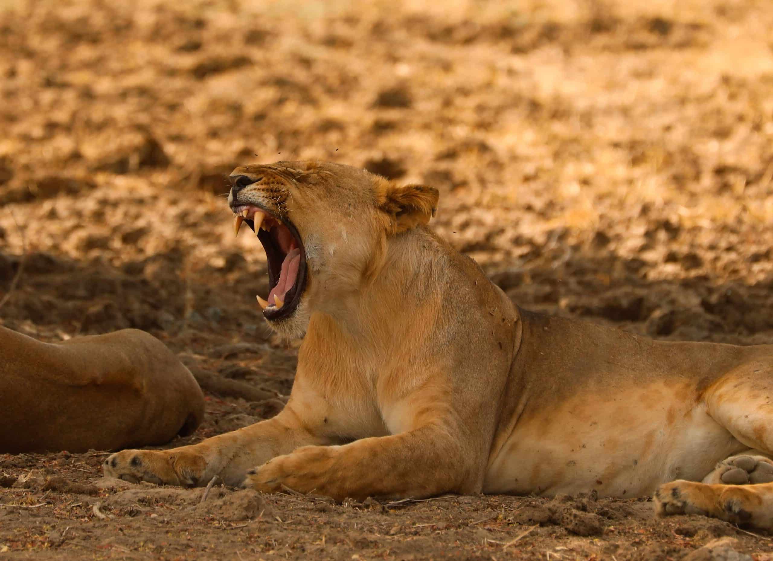The Complexity of Lion Roars - Lion Recovery Fund