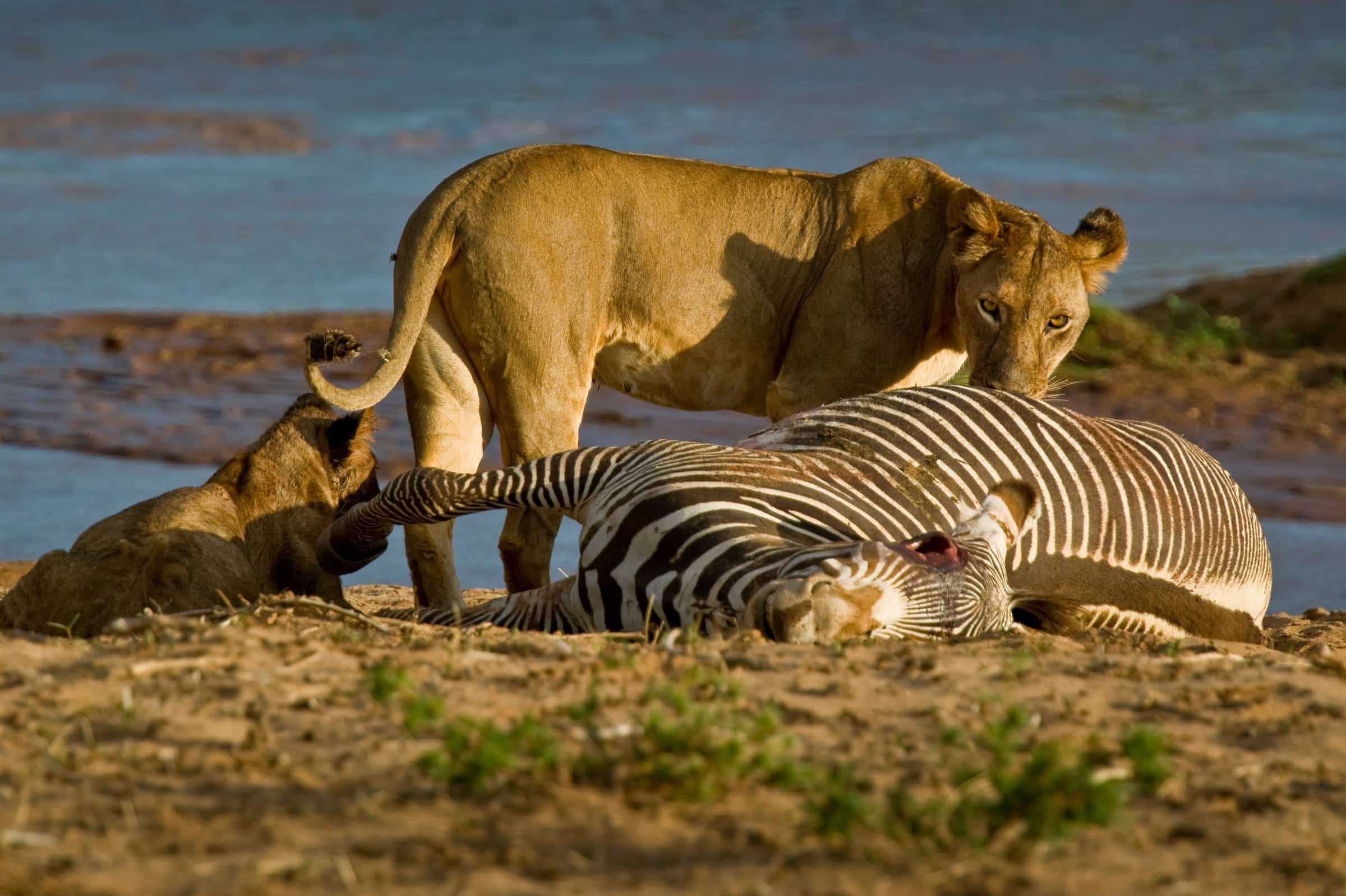 The Ecological Role Of Lions Lion Recovery Fund   Frank Af Petersens 017805 