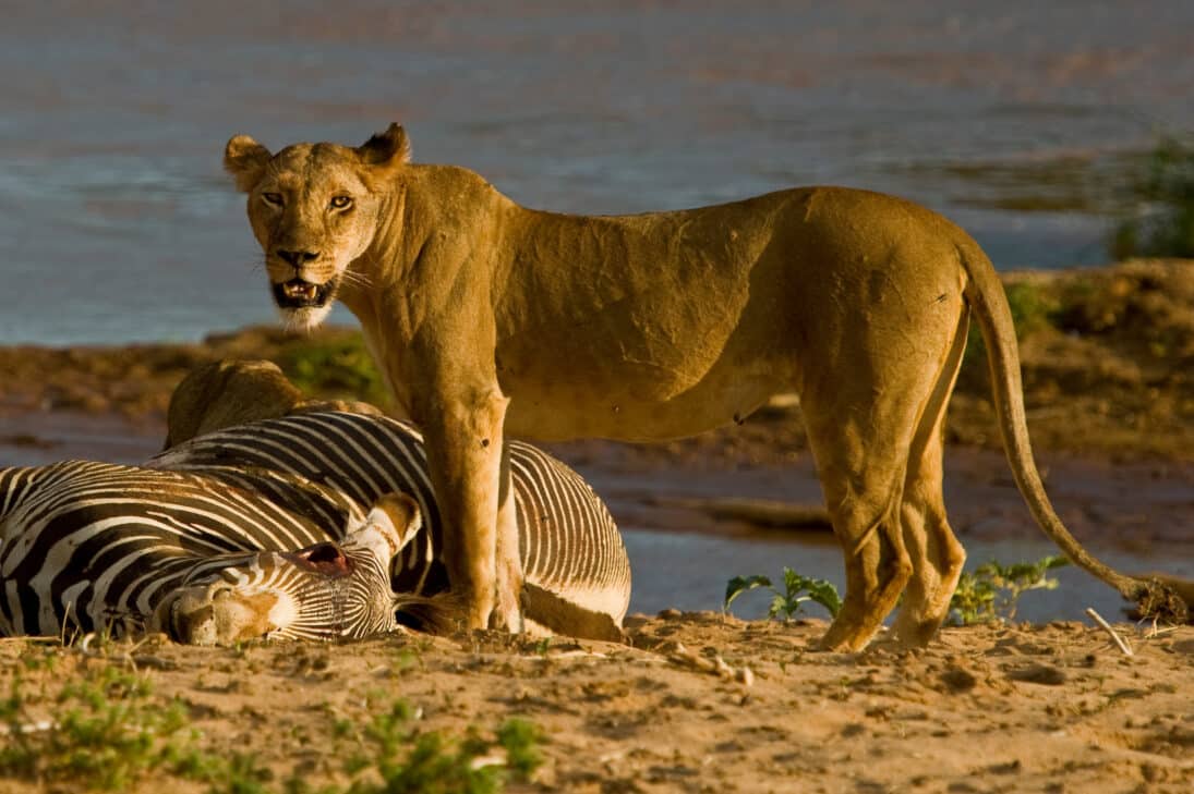Lion with cub eating a zebra.