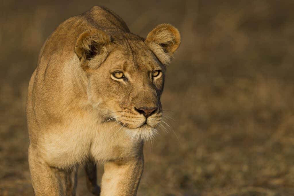close up of lion