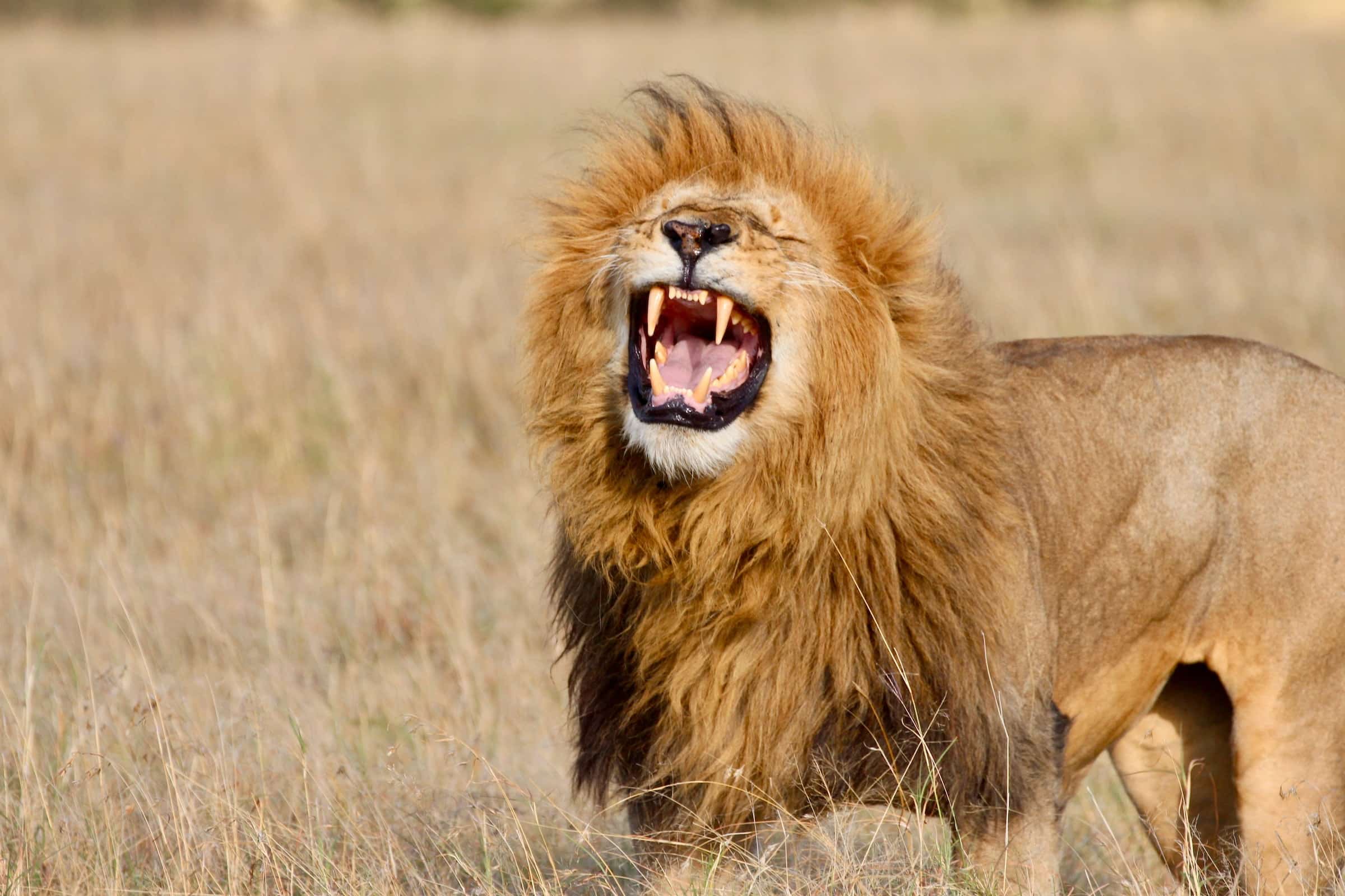 lion roaring