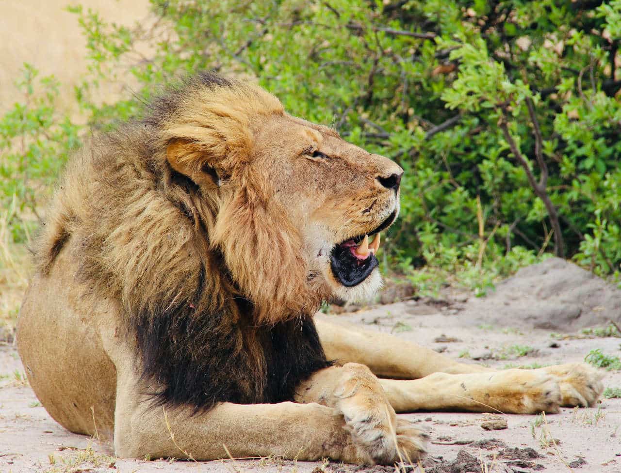 Lion Loud Roar Sounds - intense lion roaring sounds