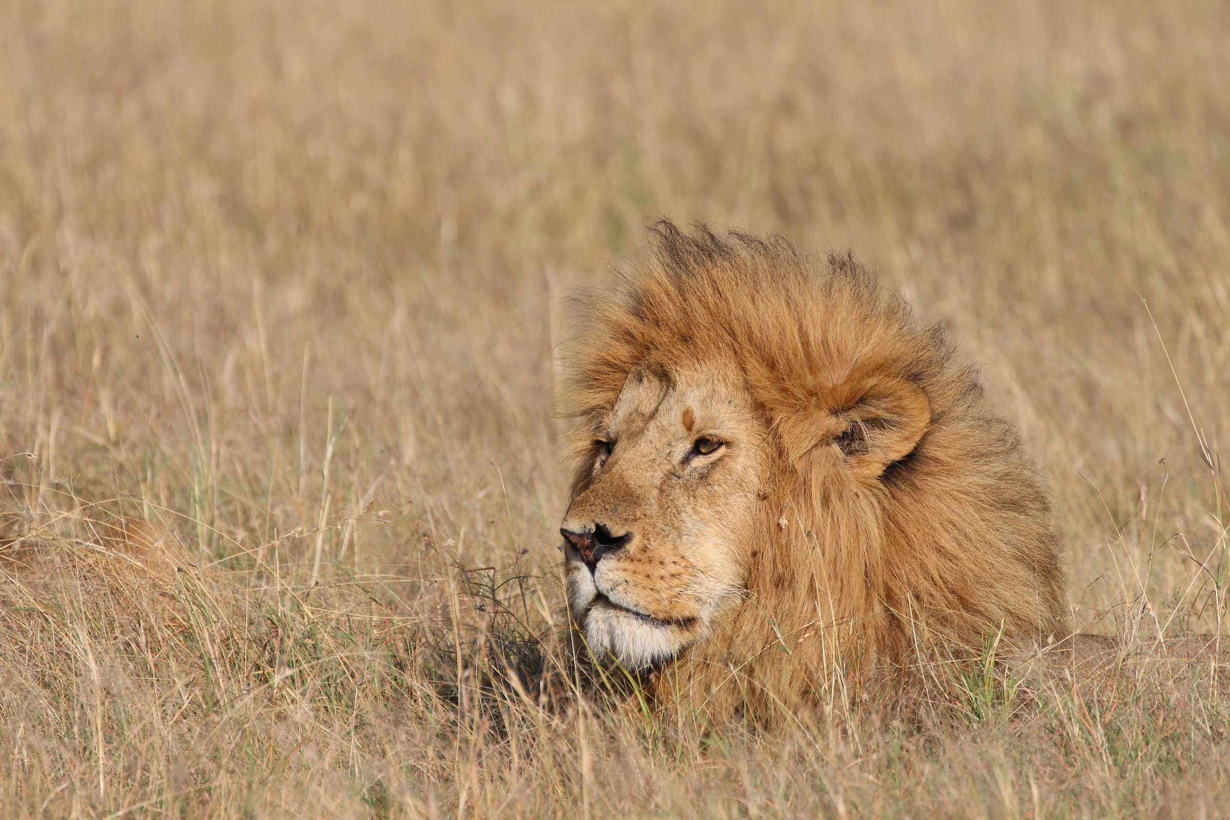 male lion pride