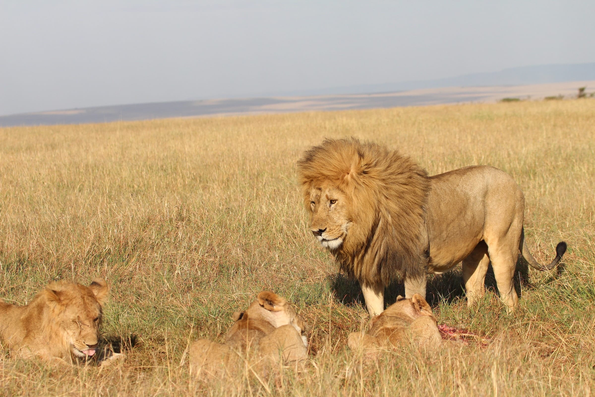 lions in africa