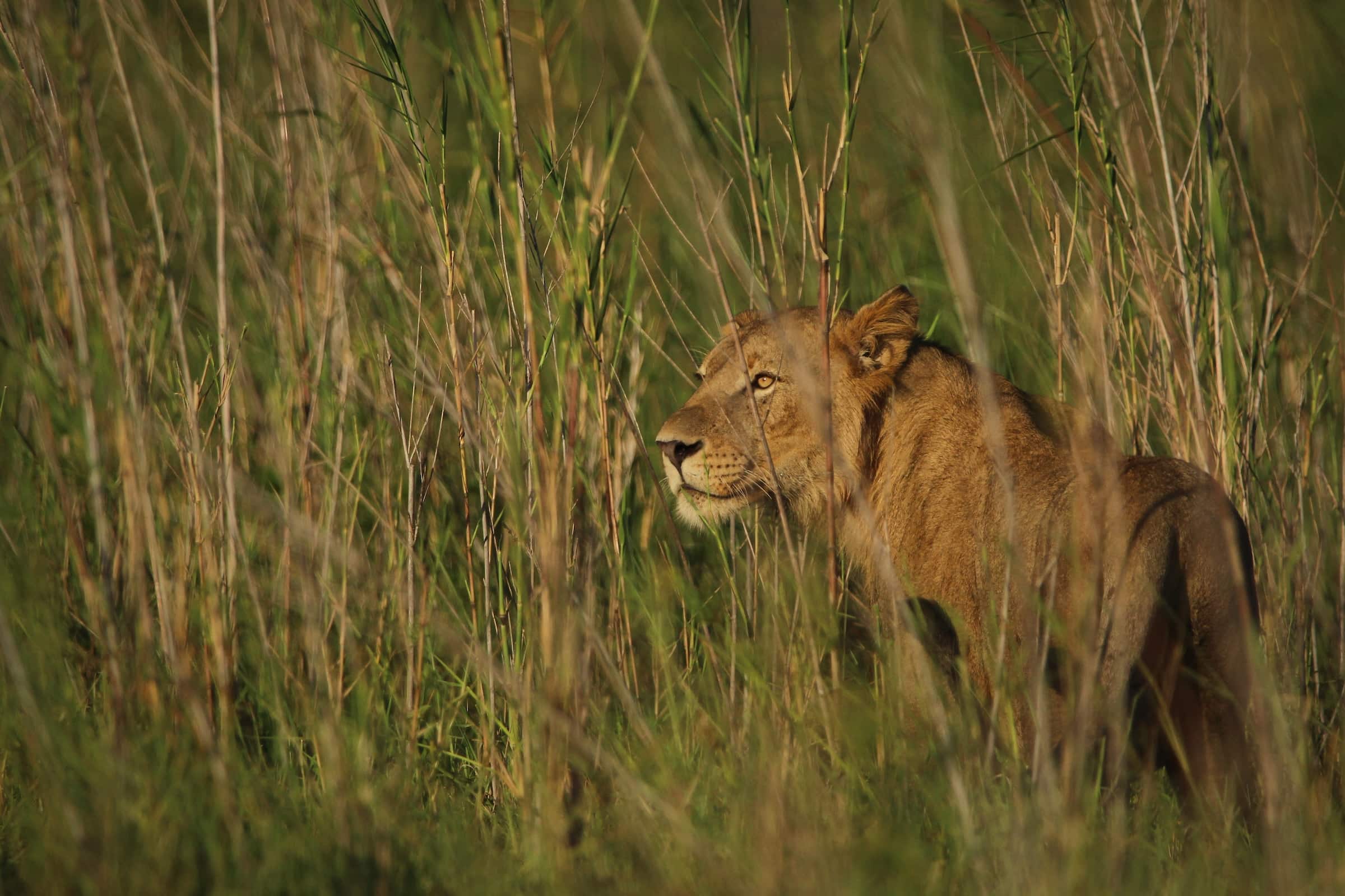 Grassland Biome Animals Lions   IMG 7976 1 