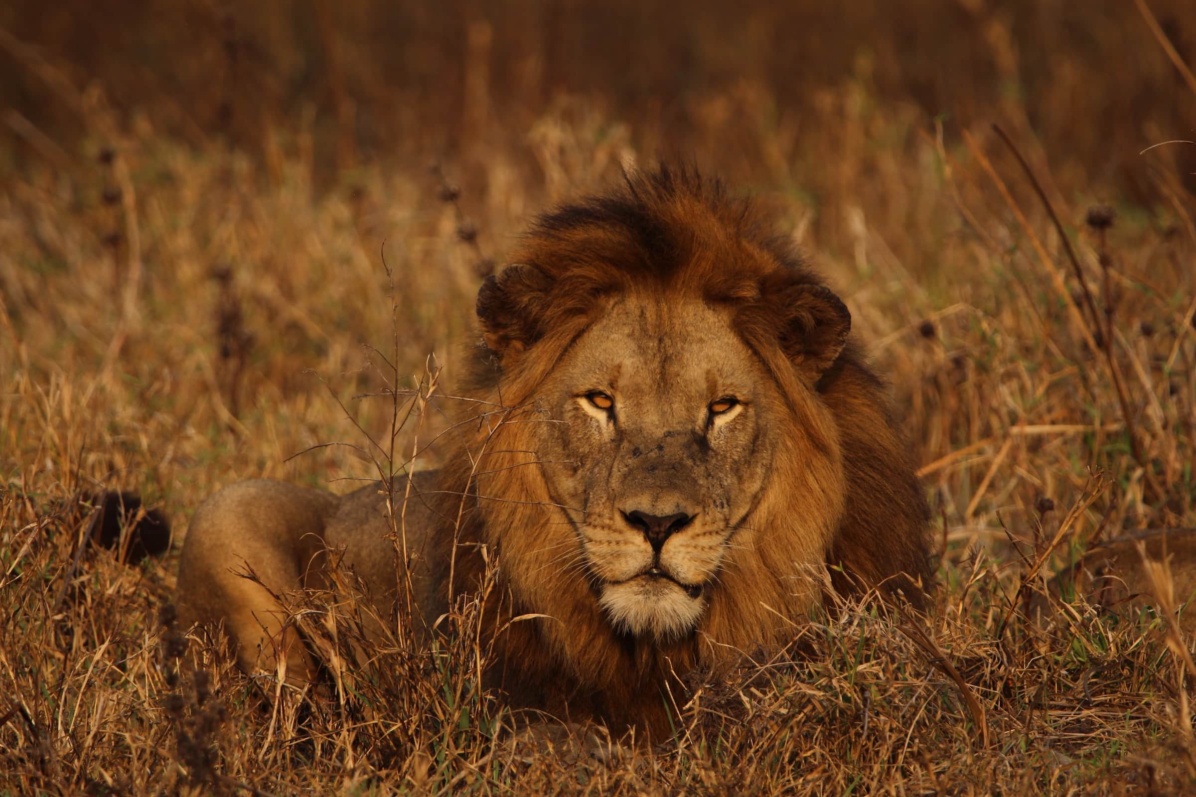 african wild lions