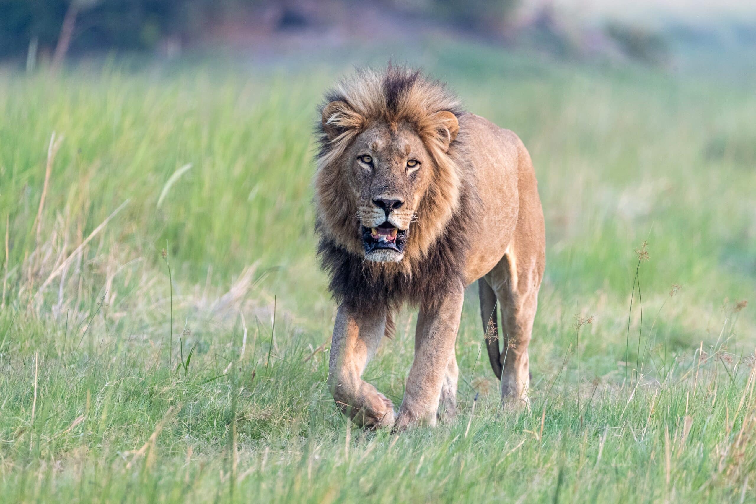 The Complexity of Lion Roars - Lion Recovery Fund