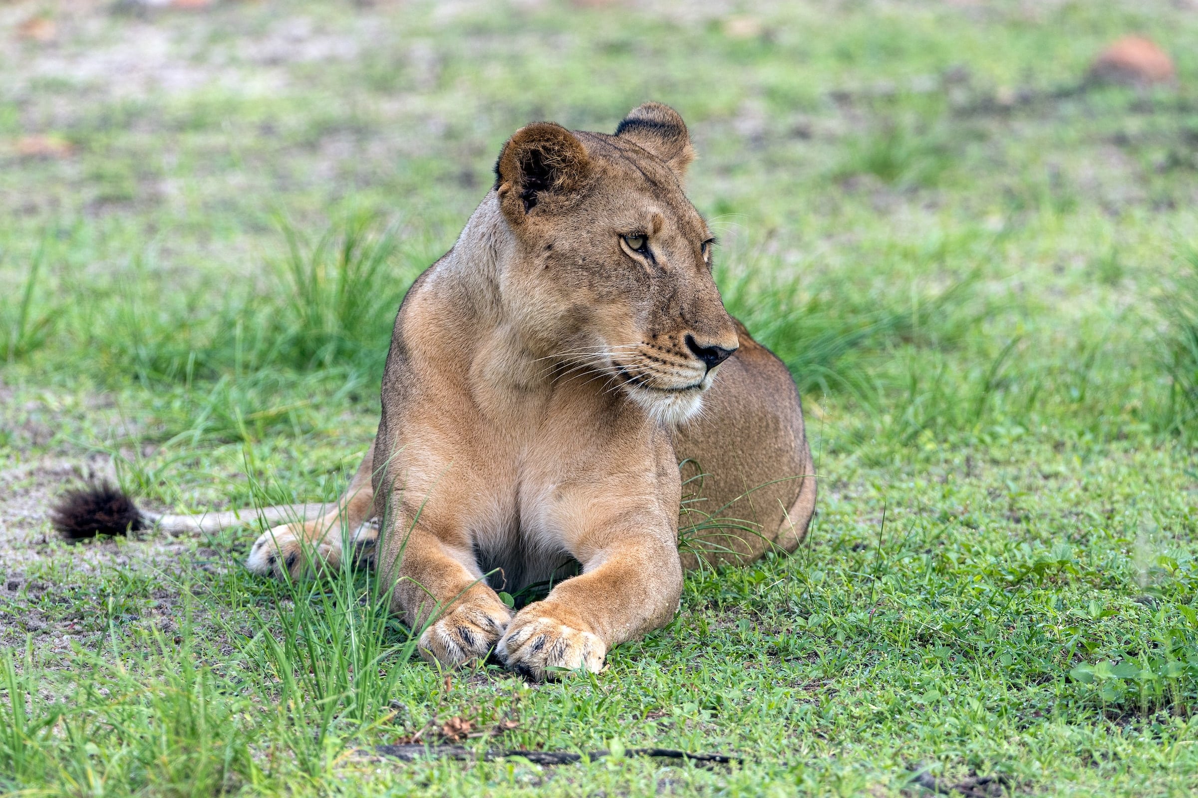 The Ecological Role of Lions - Lion Recovery Fund