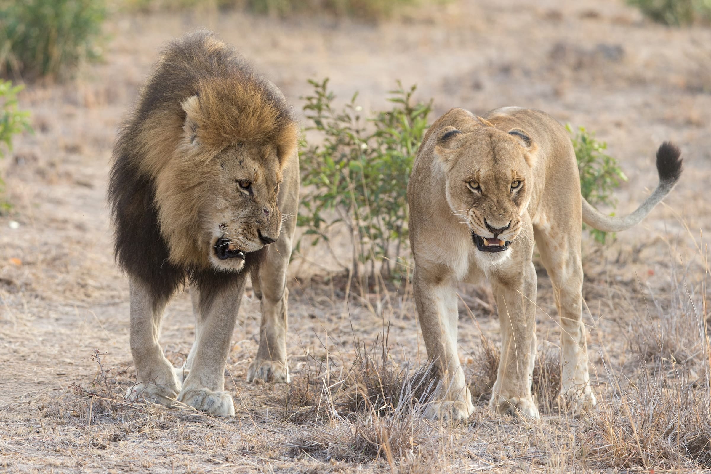 african lion pride with male