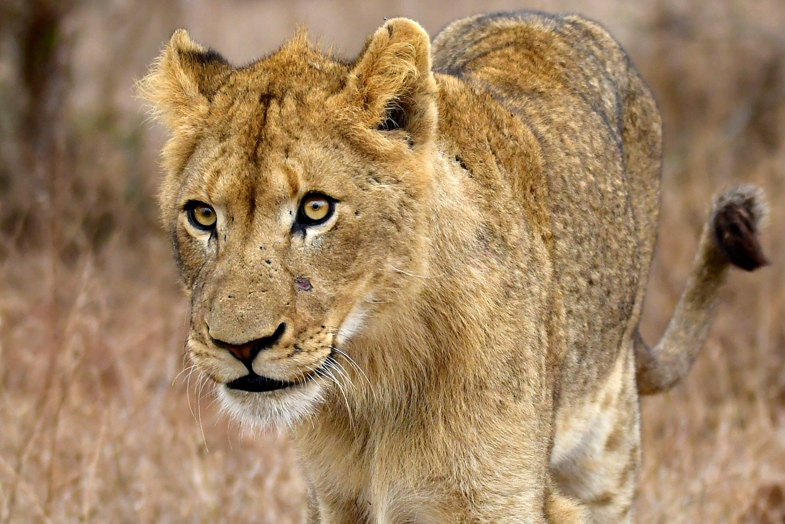 Investigating the Presence of West African Lions in Sierra Leone Lion