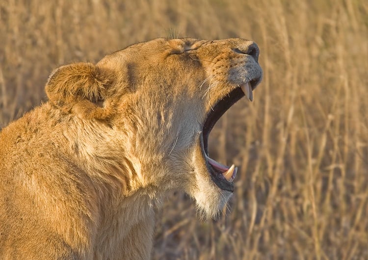 Lion Loud Roar Sounds - intense lion roaring sounds