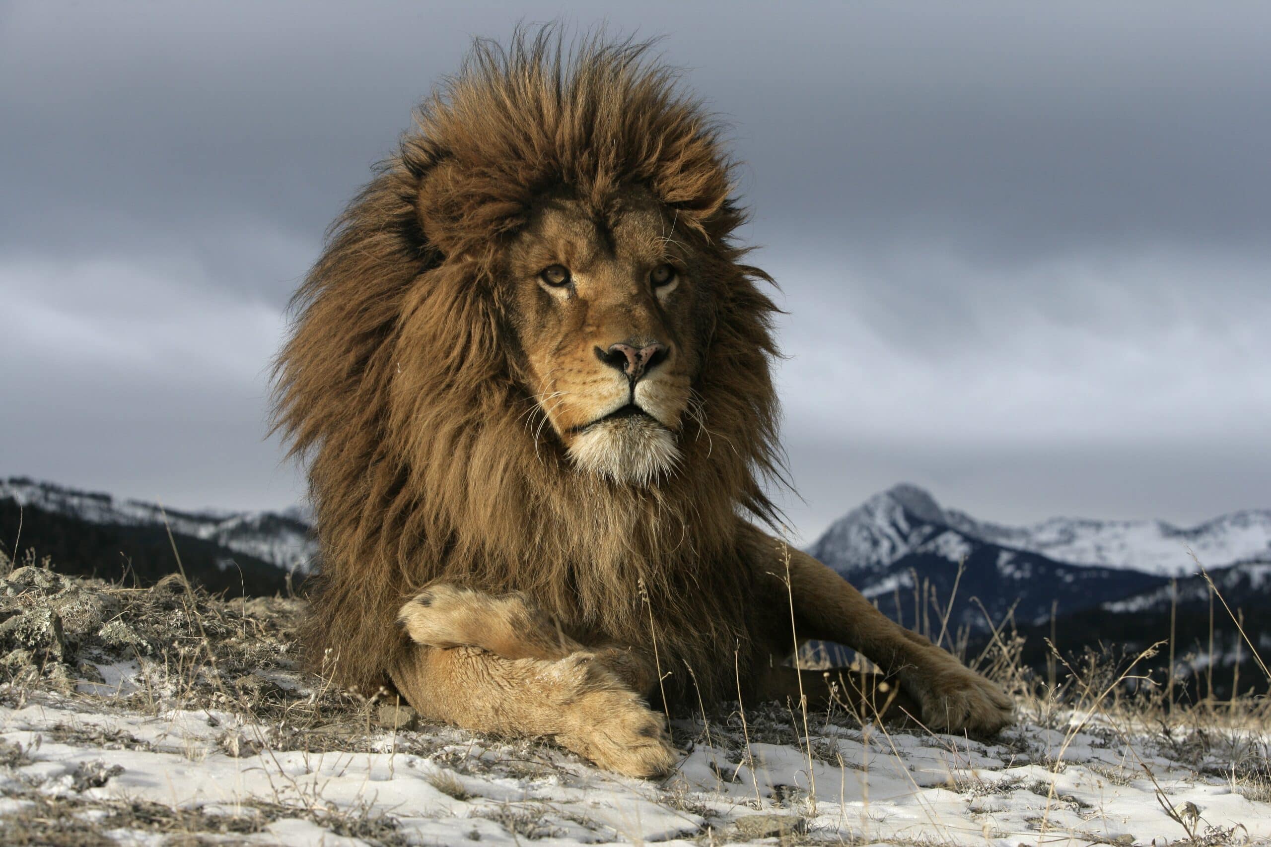 Сколько живут львы в дикой. Barbary Lion. Гордые львы. Ujhksqа ЛЕD. Лев фото.