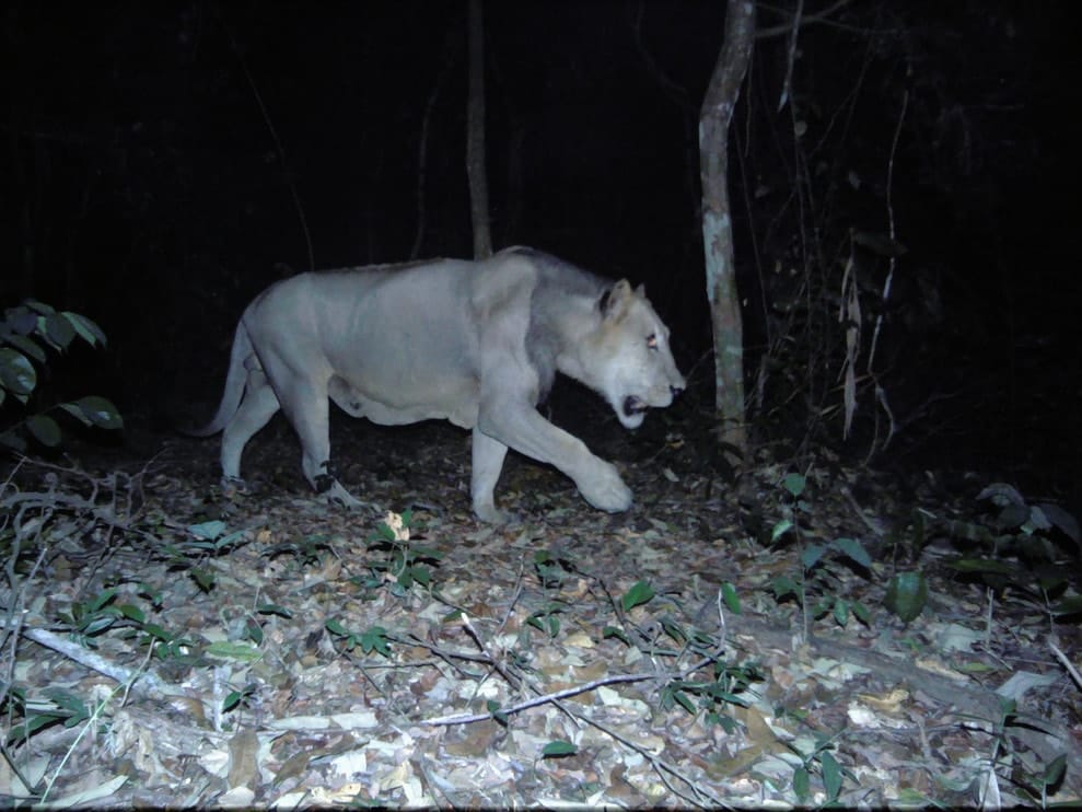 Camera Trap photo of Gabon's last known lion. 