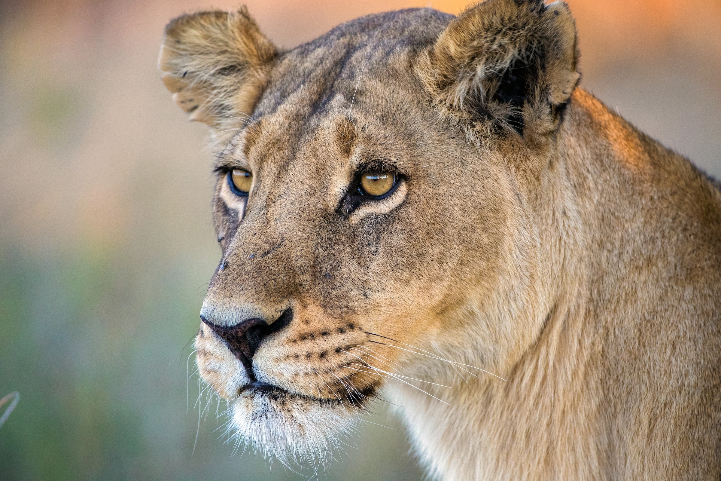 Supporting Lion Conservation and the New Big 5 - Lion Recovery Fund