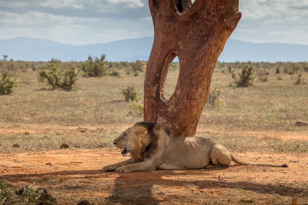 Male lion (Tsavo Trust/Nick Haller)