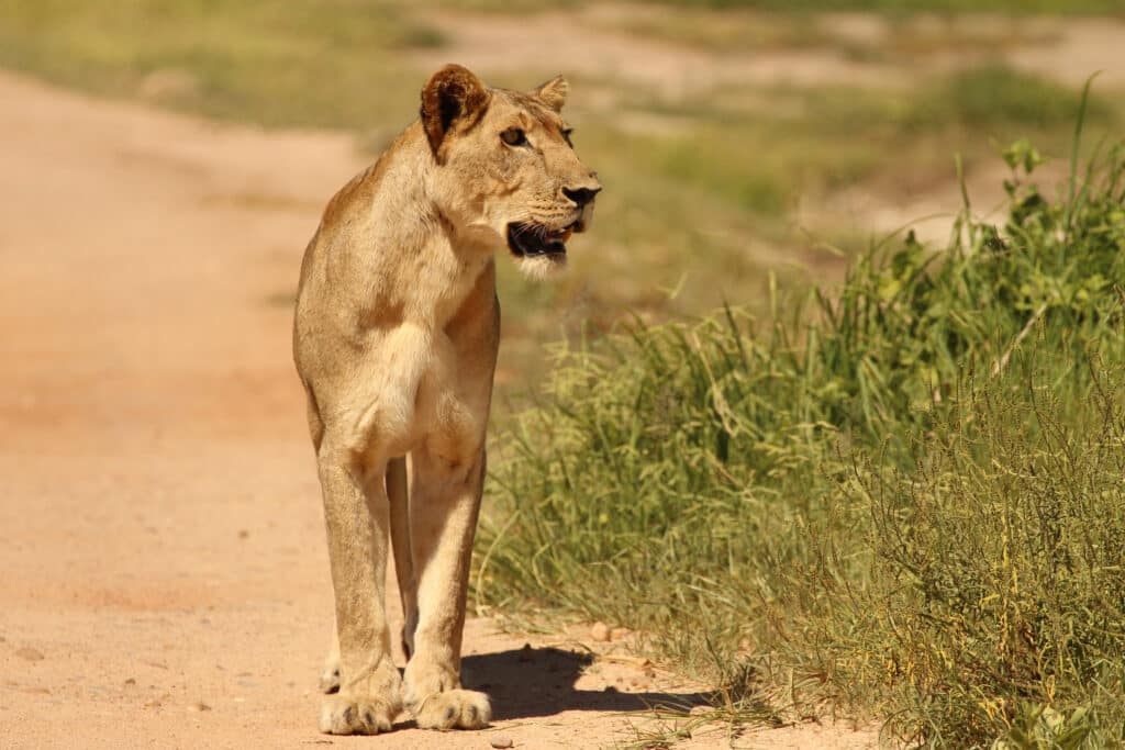 Lion in Ruaha NP, Tanzania (Peter Lindsey)