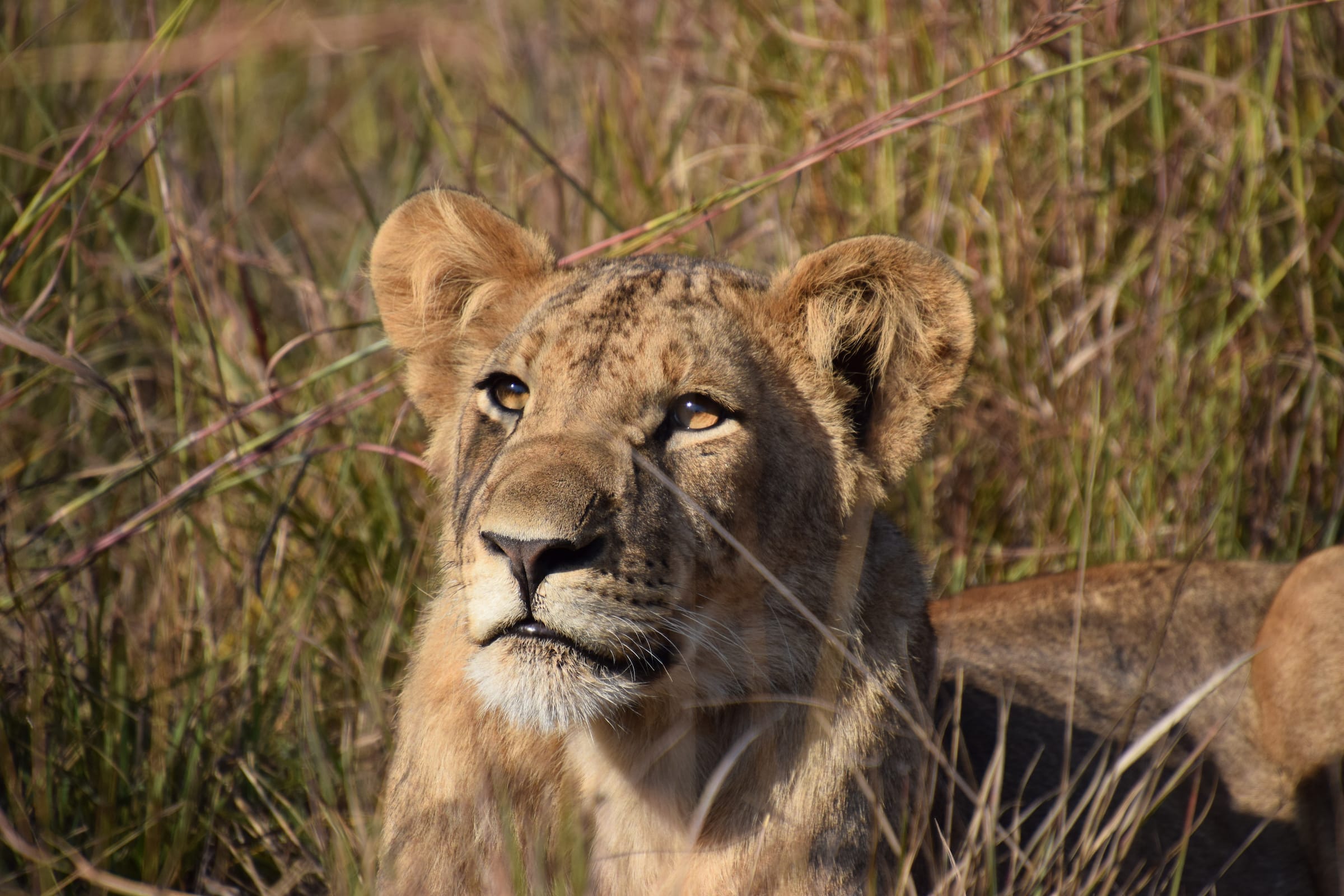 Lion in Zambia