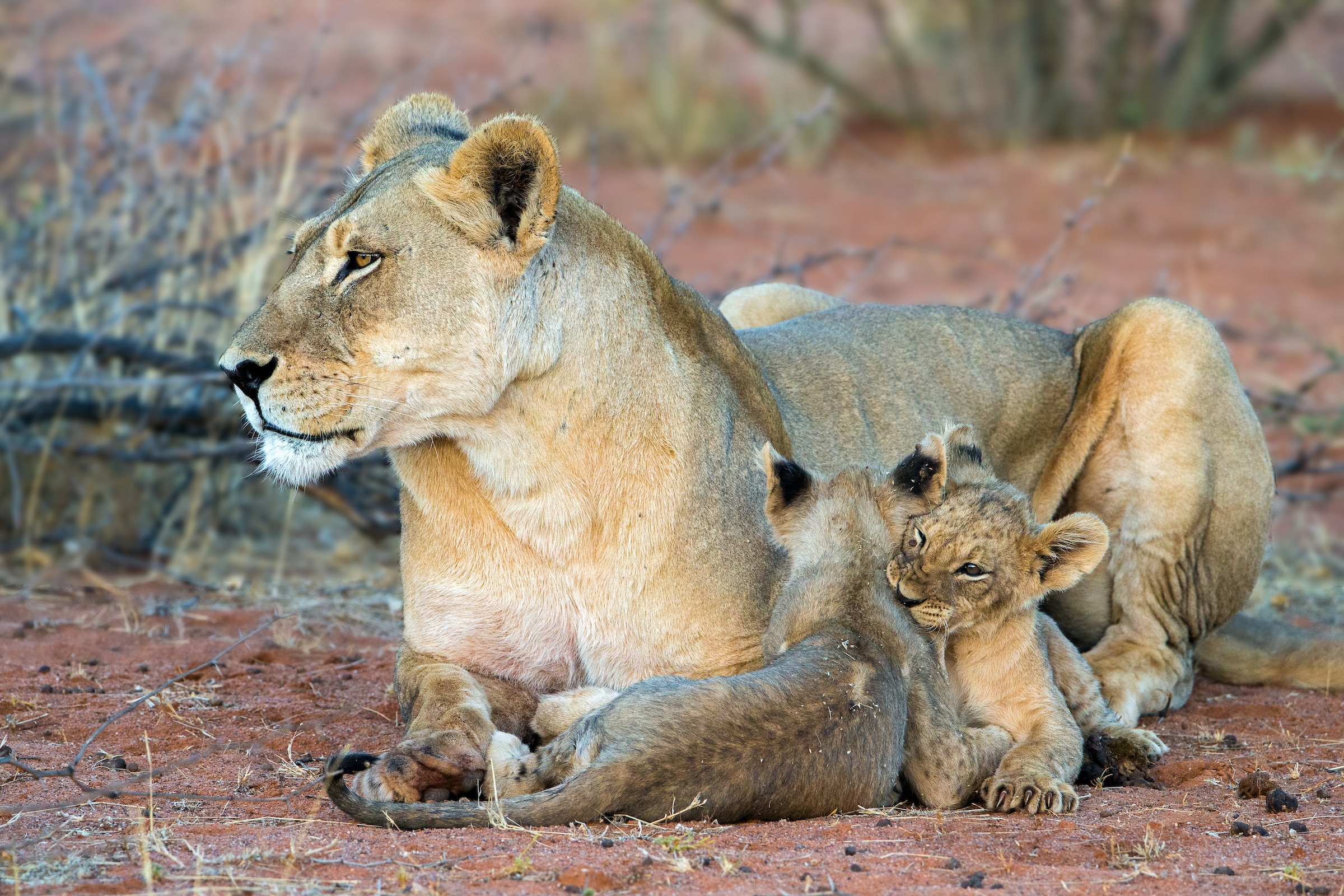 Lion and cubs