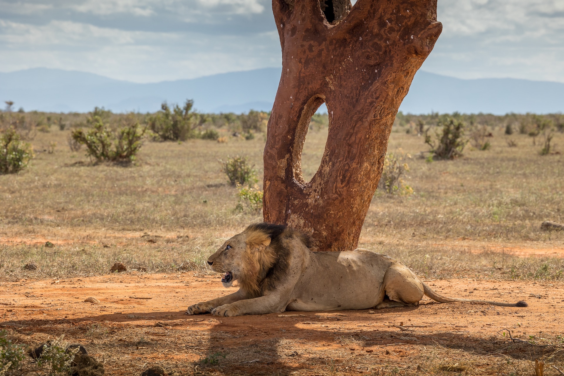 male lion