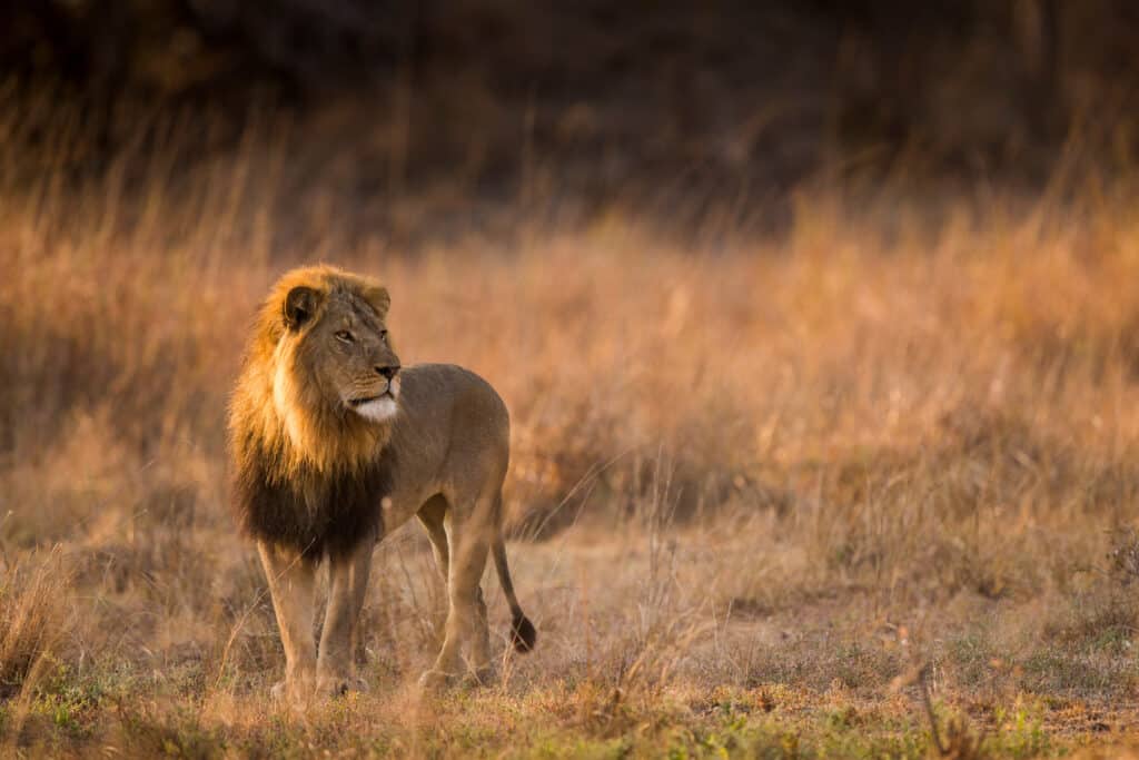 Male lion beauty shot (Sebastian Kennerknecht)