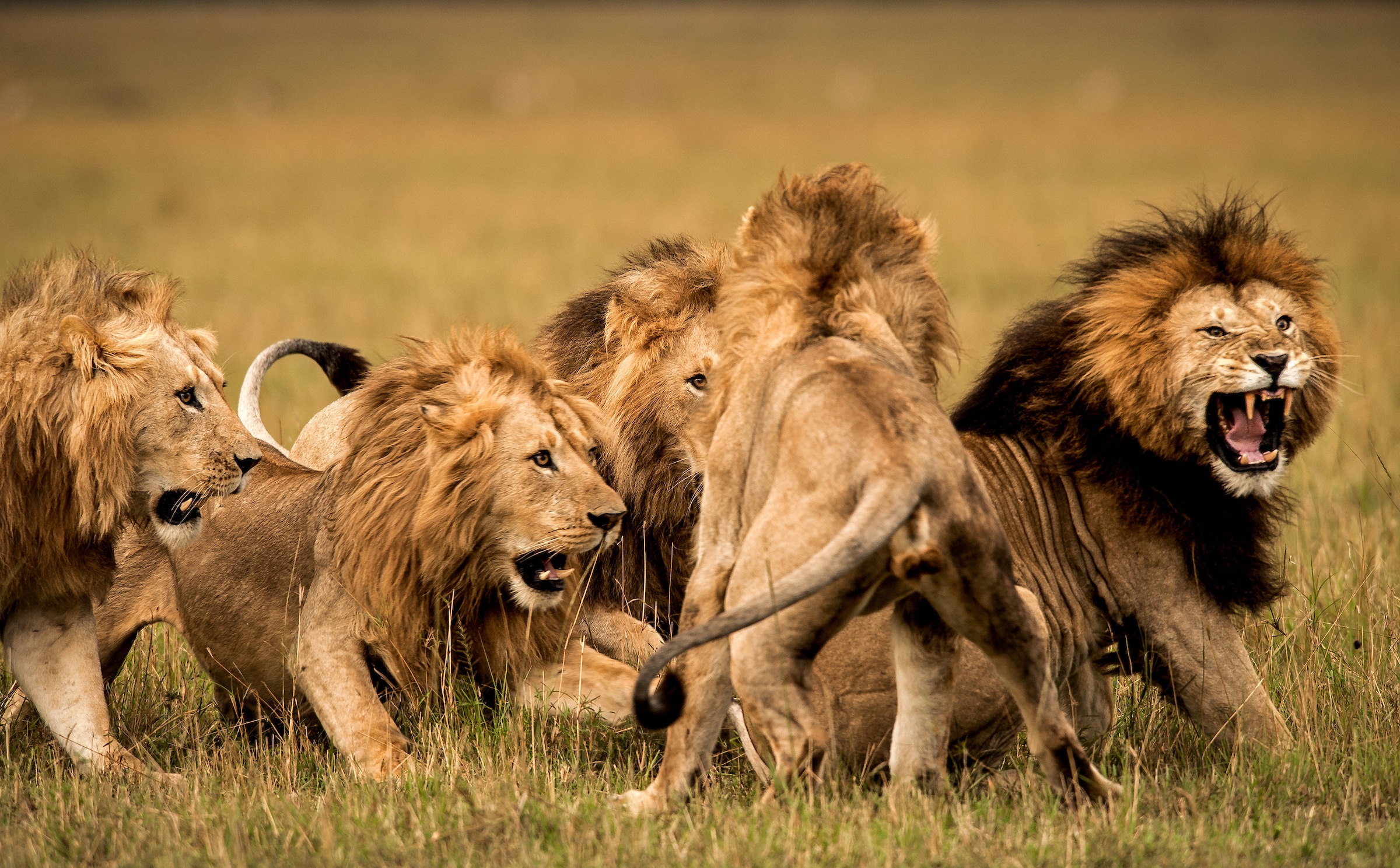 male lions fighting