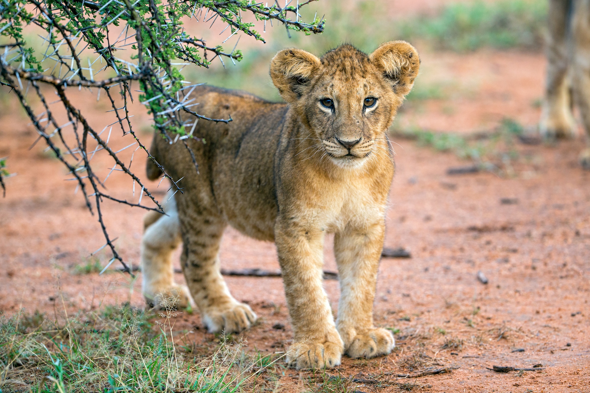 young lion cub