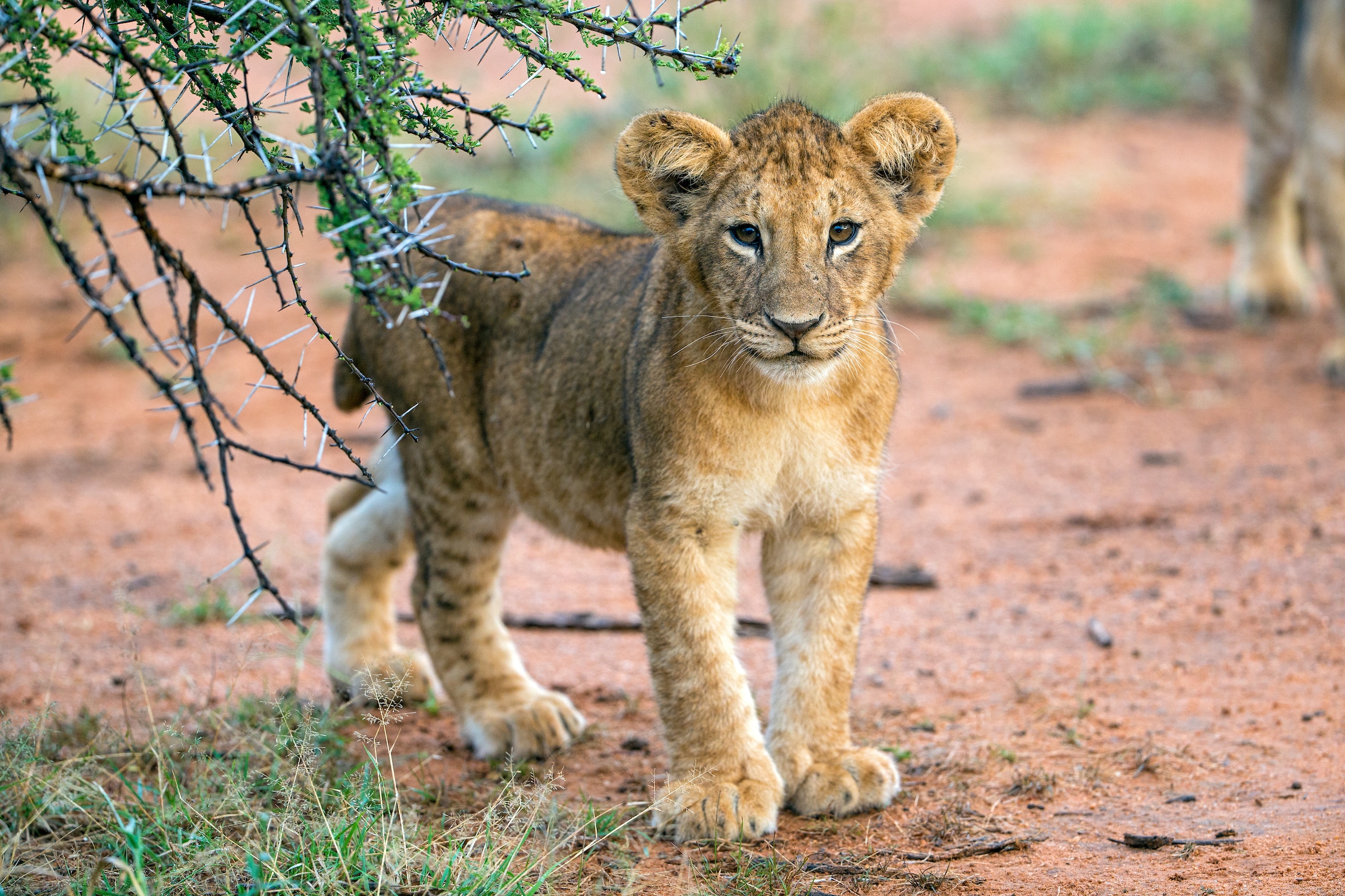 Young Lion Kills Cubs