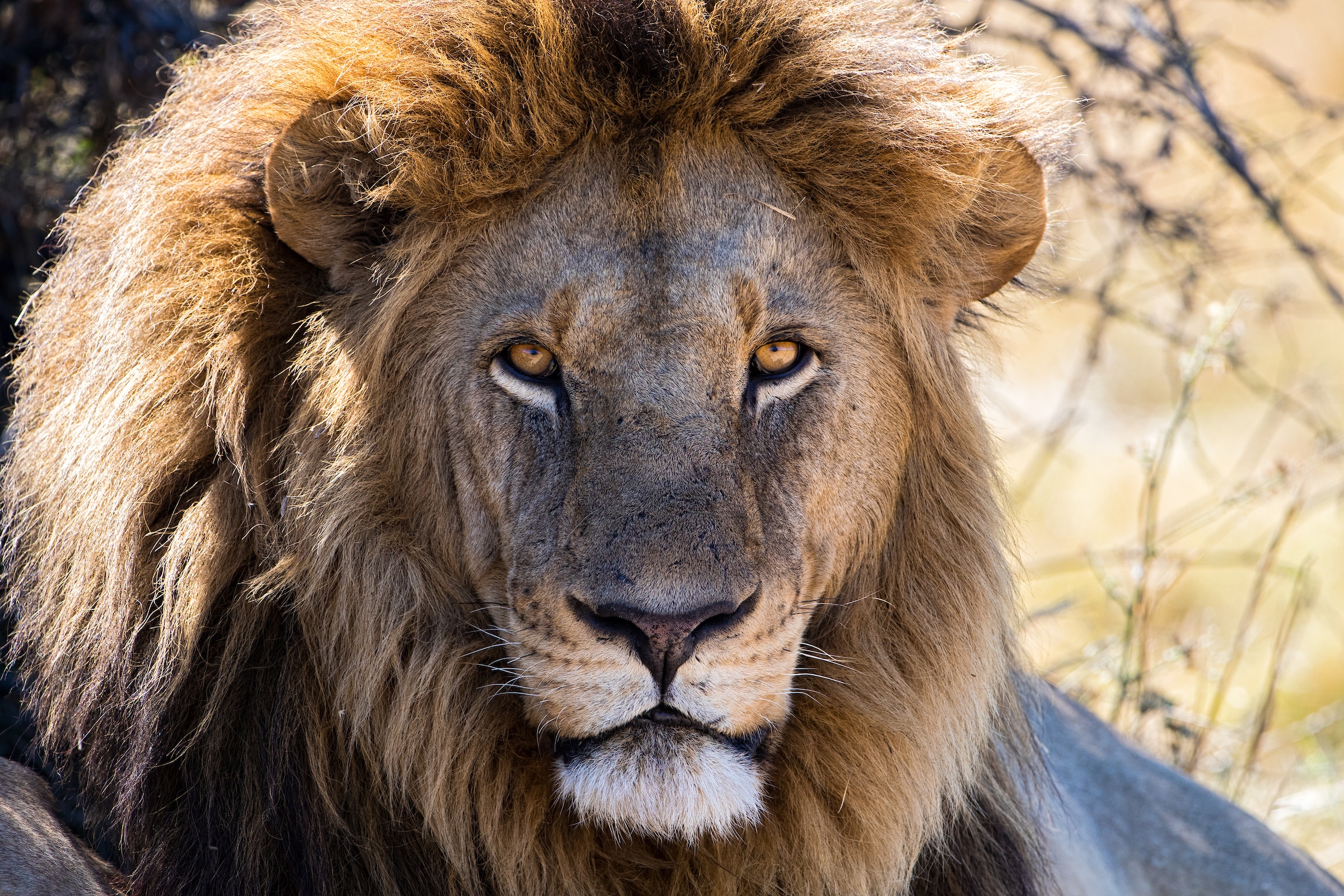 male lion portrait