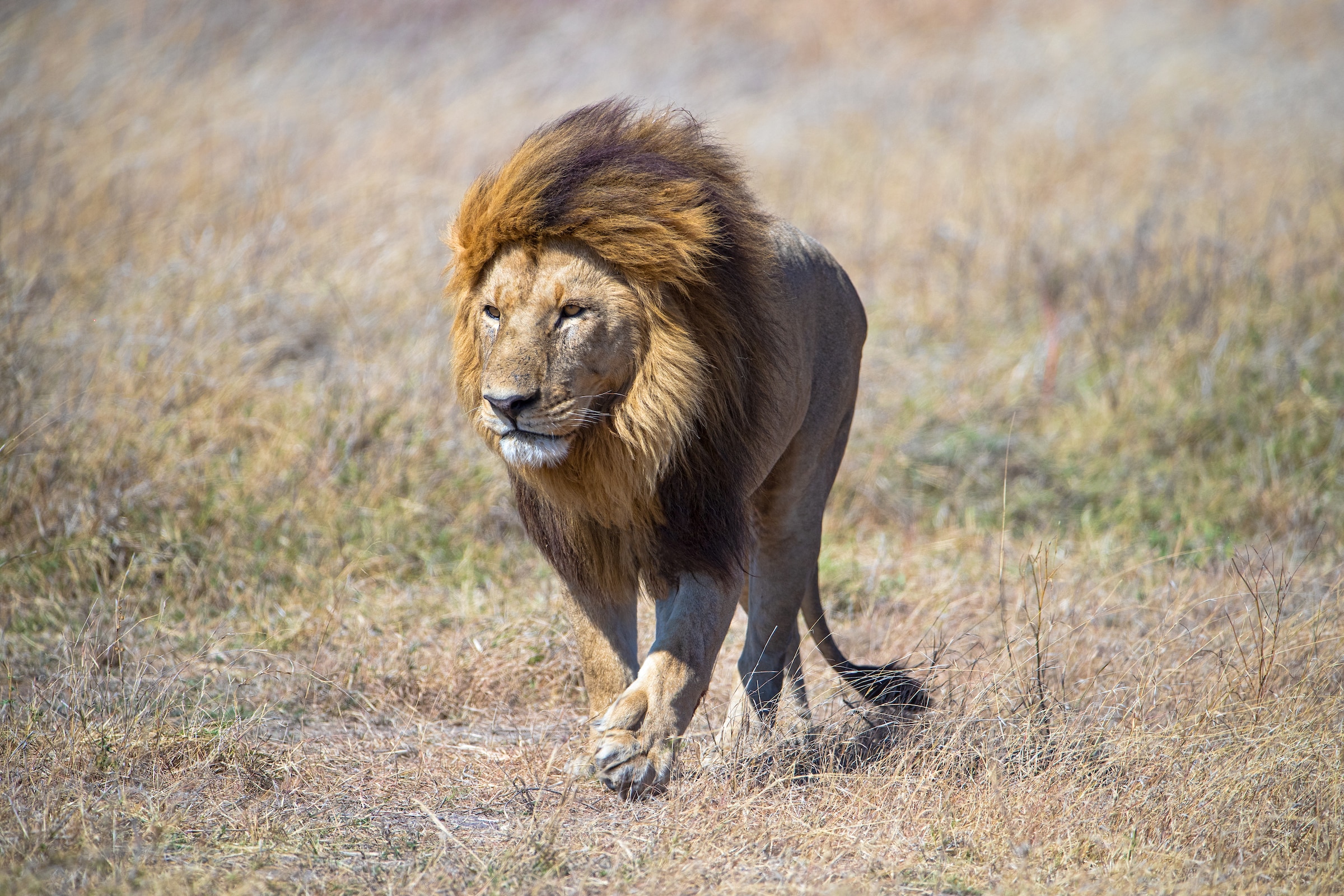 male lion on his own