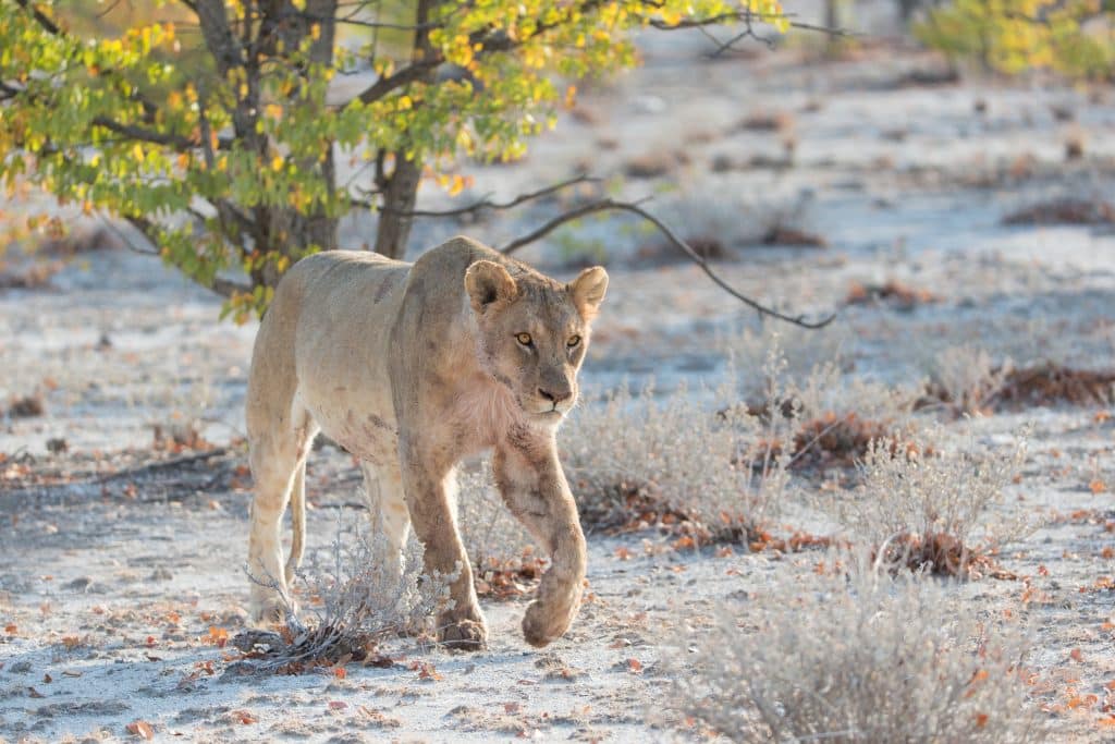 Lion in Namibia (_Suzi Eszterhas)