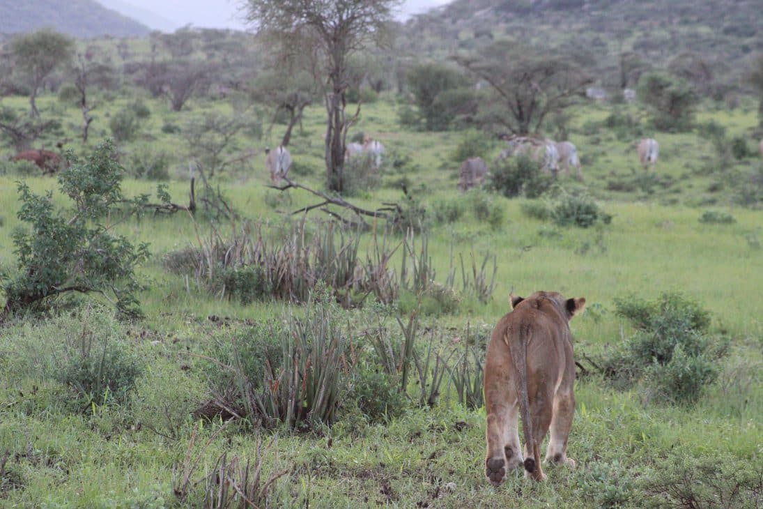 Invasive Ants Thwart Lion Hunts in Kenya - Lion Recovery Fund