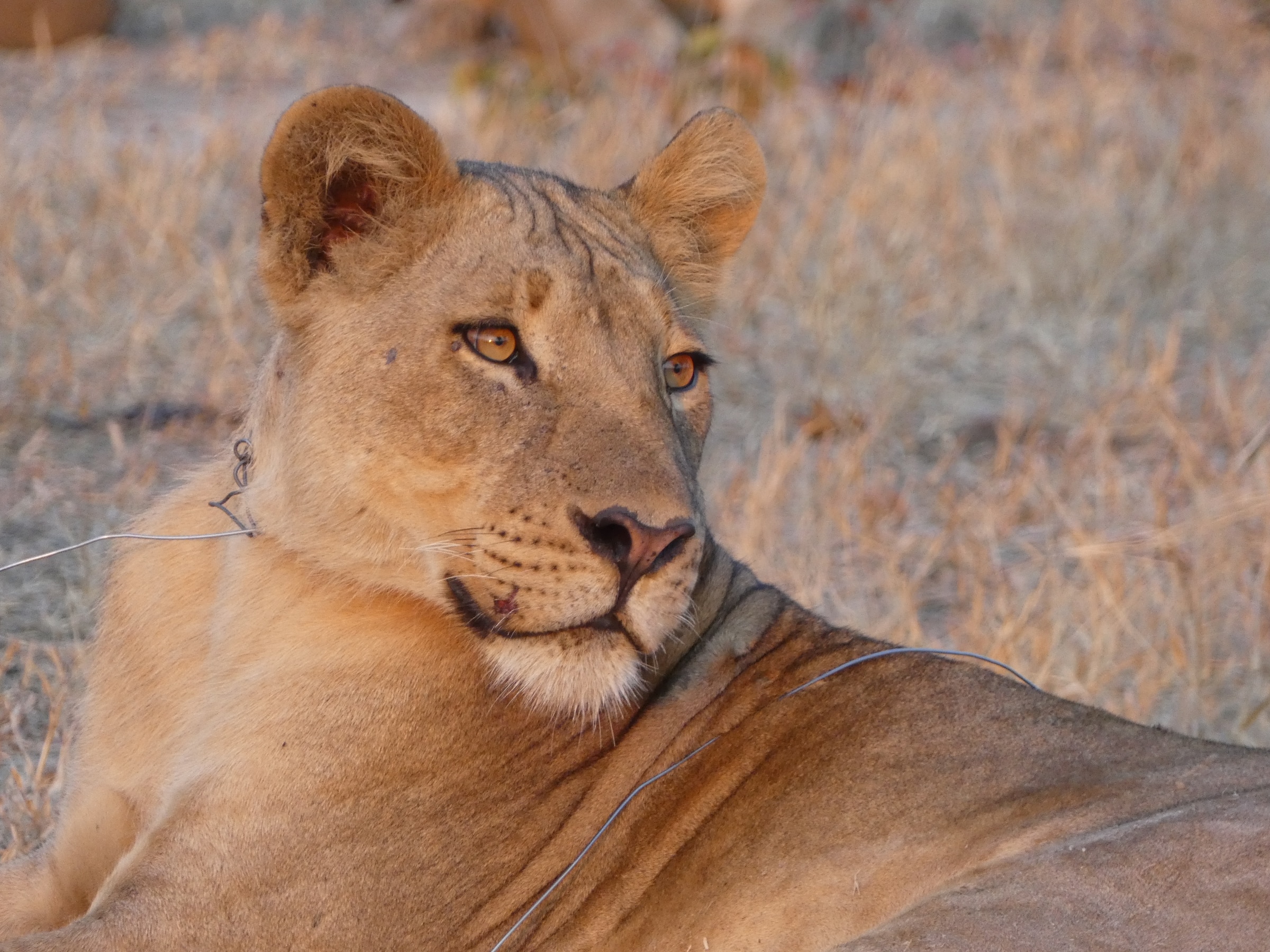 lion wire snare threat