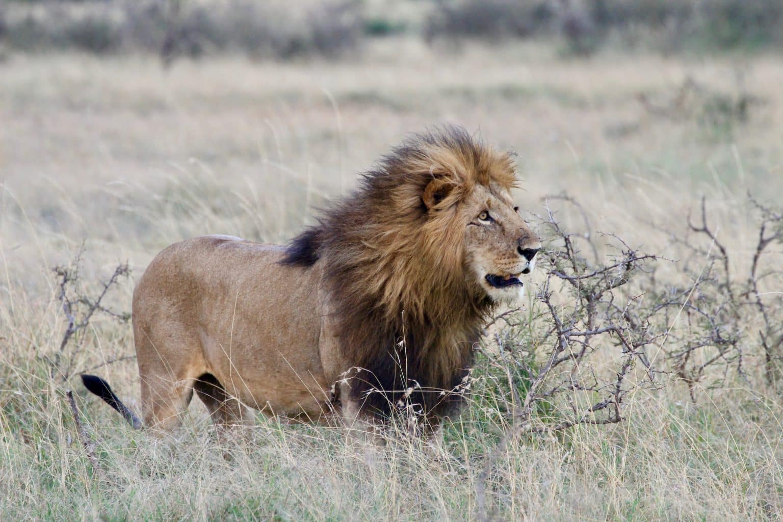 What Determines Lion Fur Coloring - Lion Recovery Fund