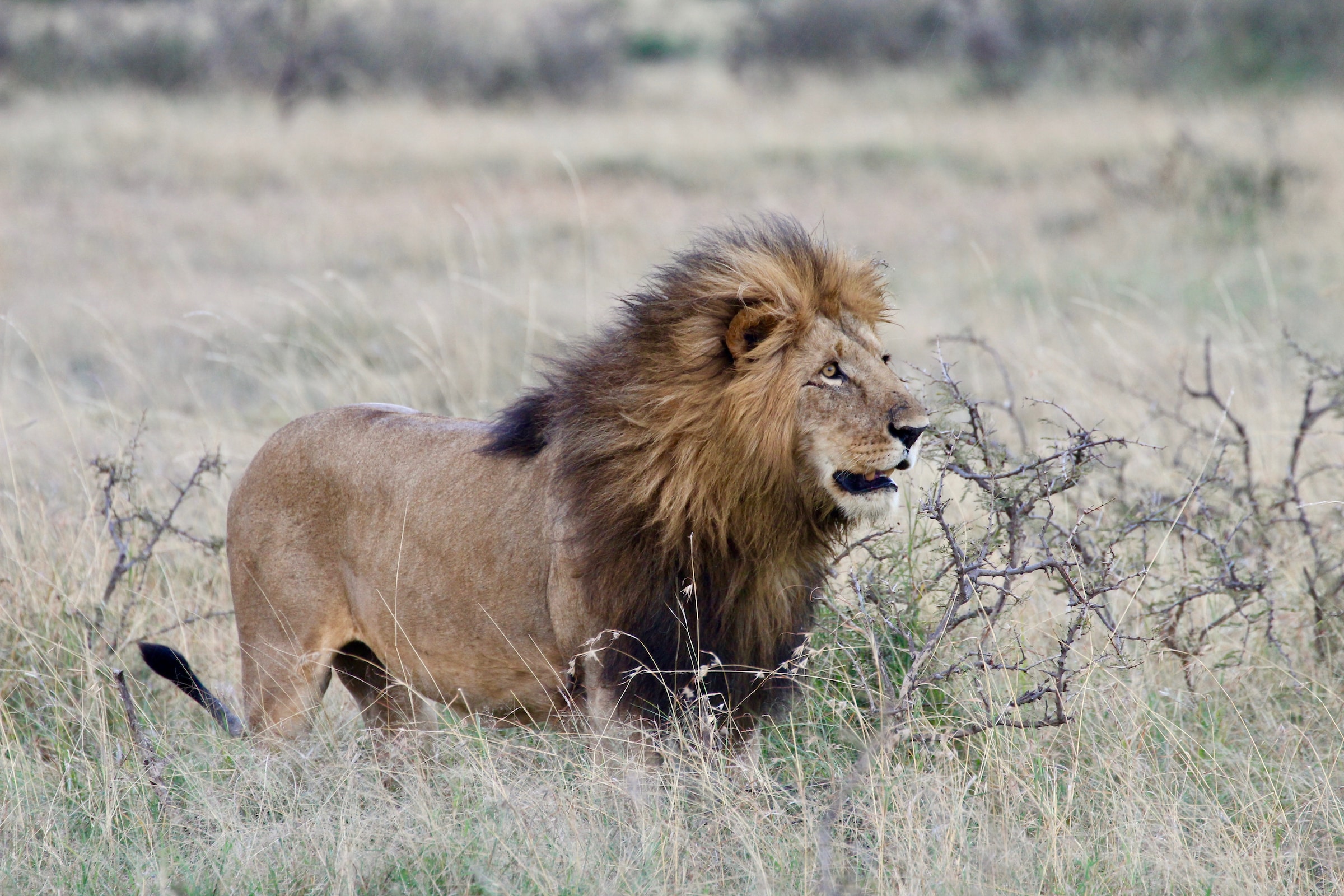 male lion mane