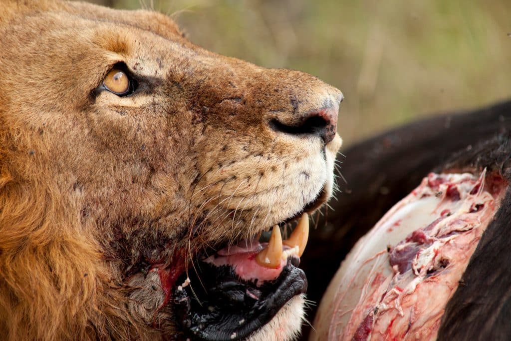 close up of male lion eating (Brent Stapelkamp)