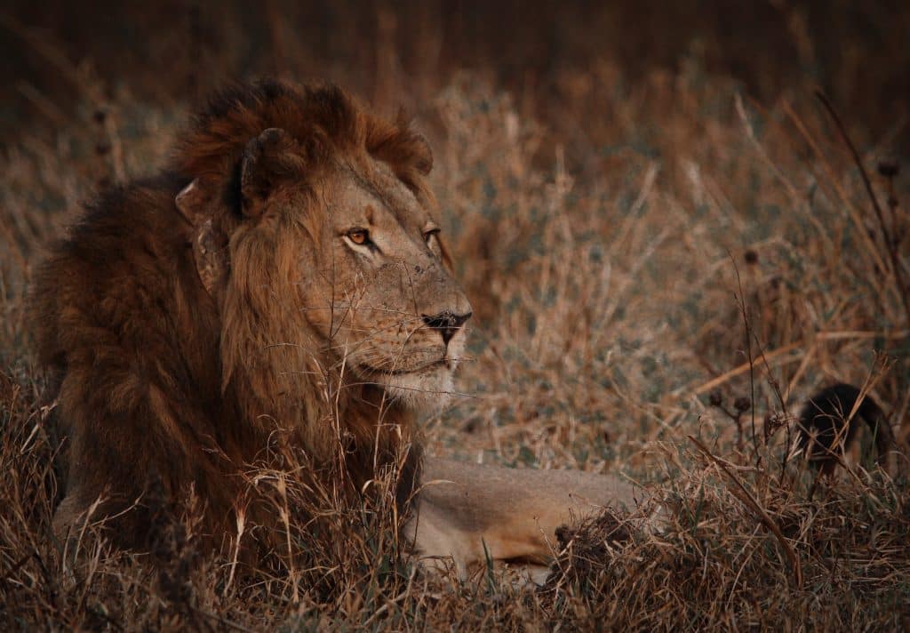 Male lion (Zambezi Delta Conservation)