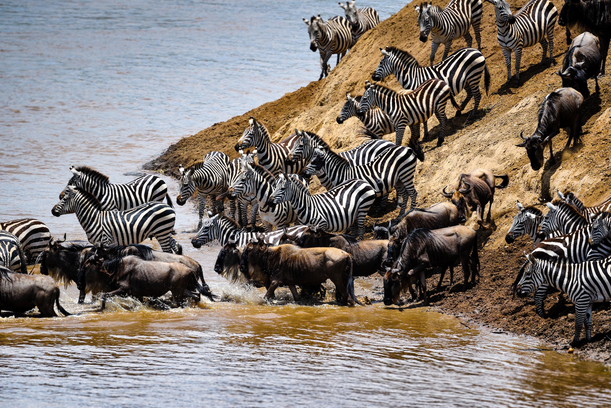 zebra wildebeest river africa
