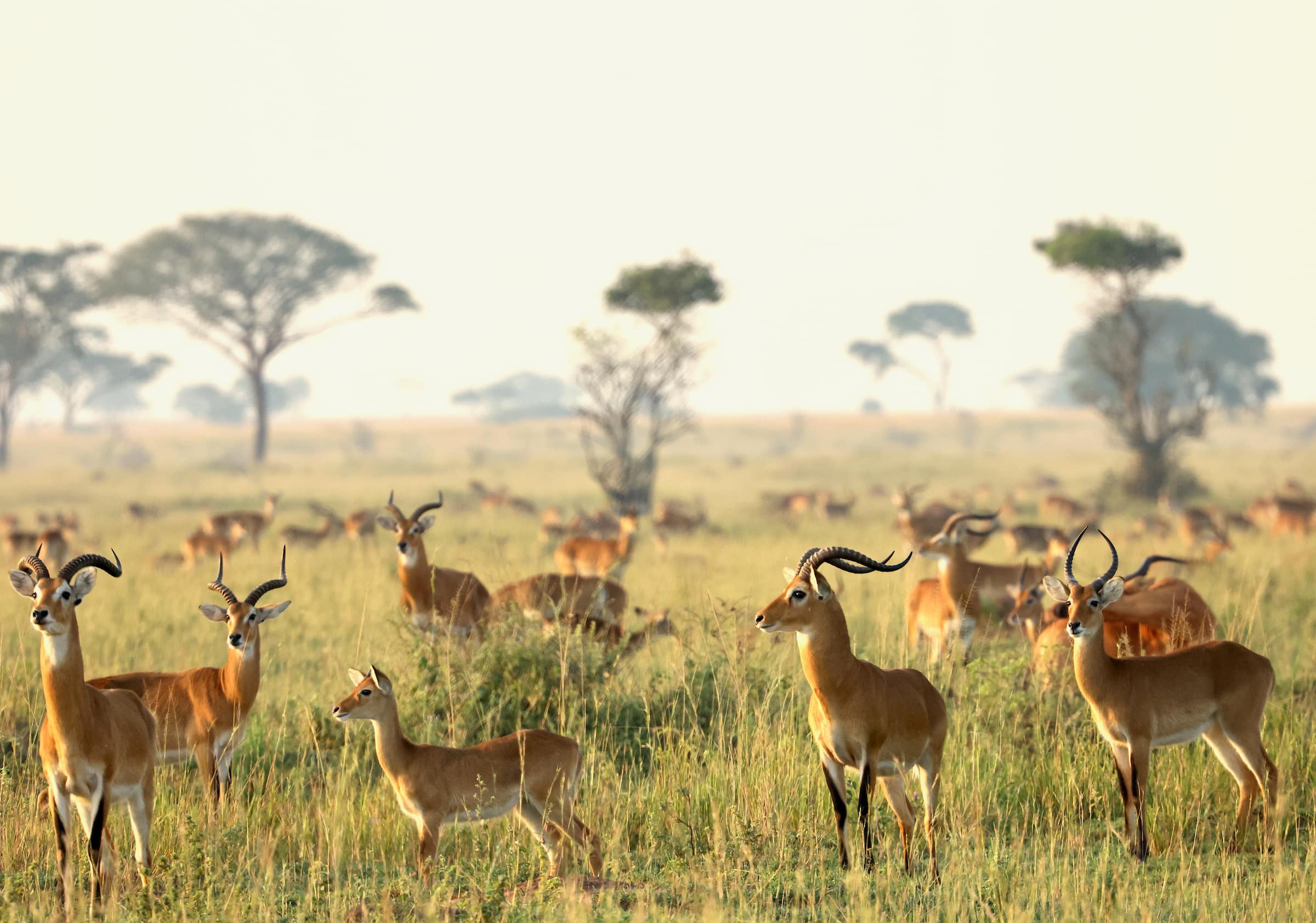 antelope Africa