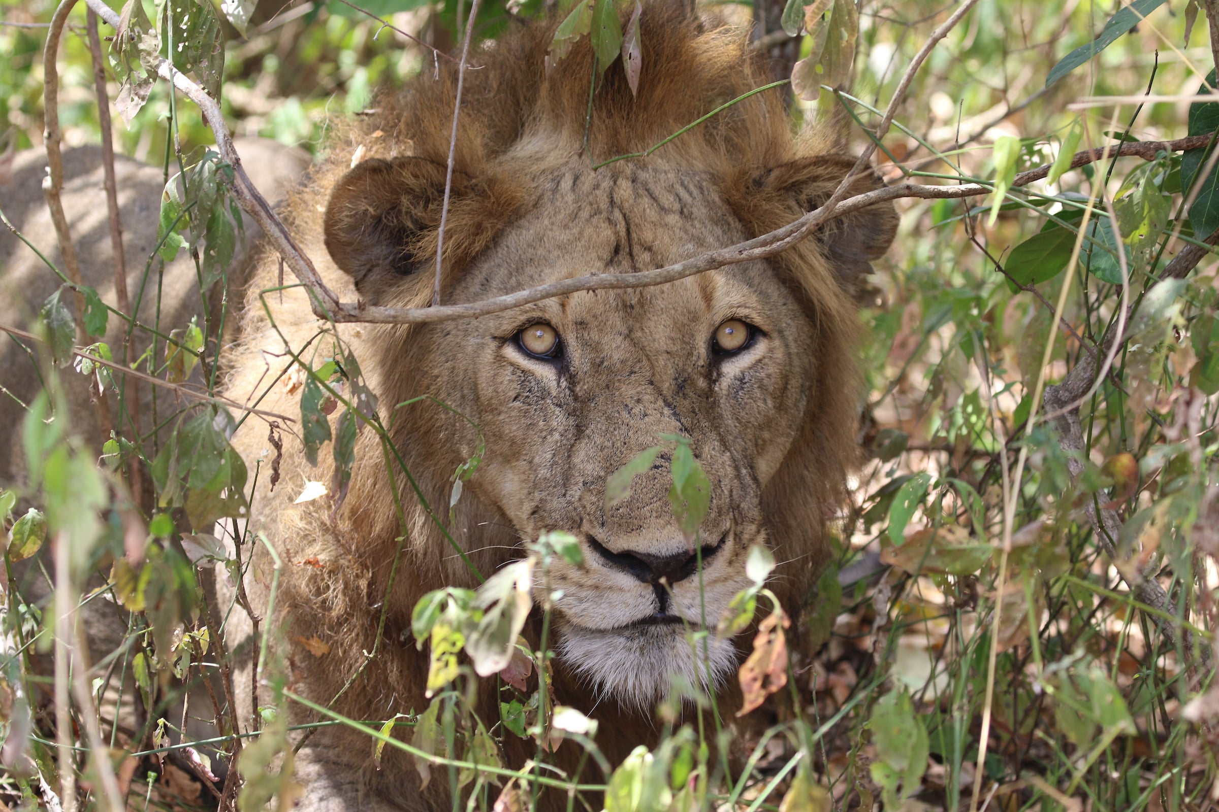 male lion