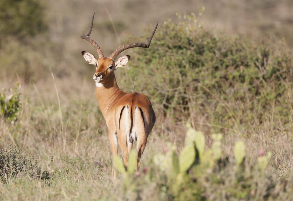 Antelope in Kenya (Peter Lindsey