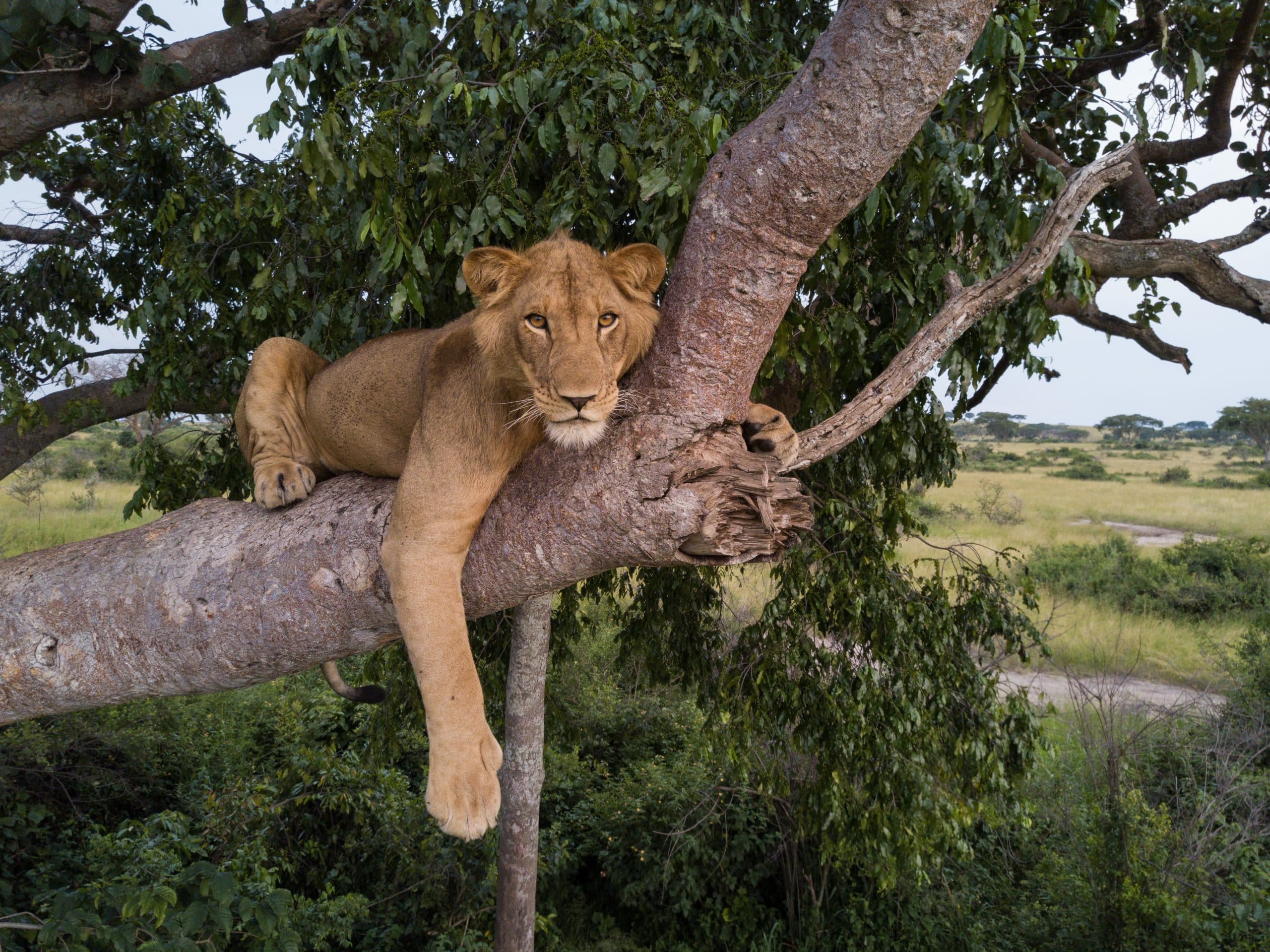 jacob lion tree