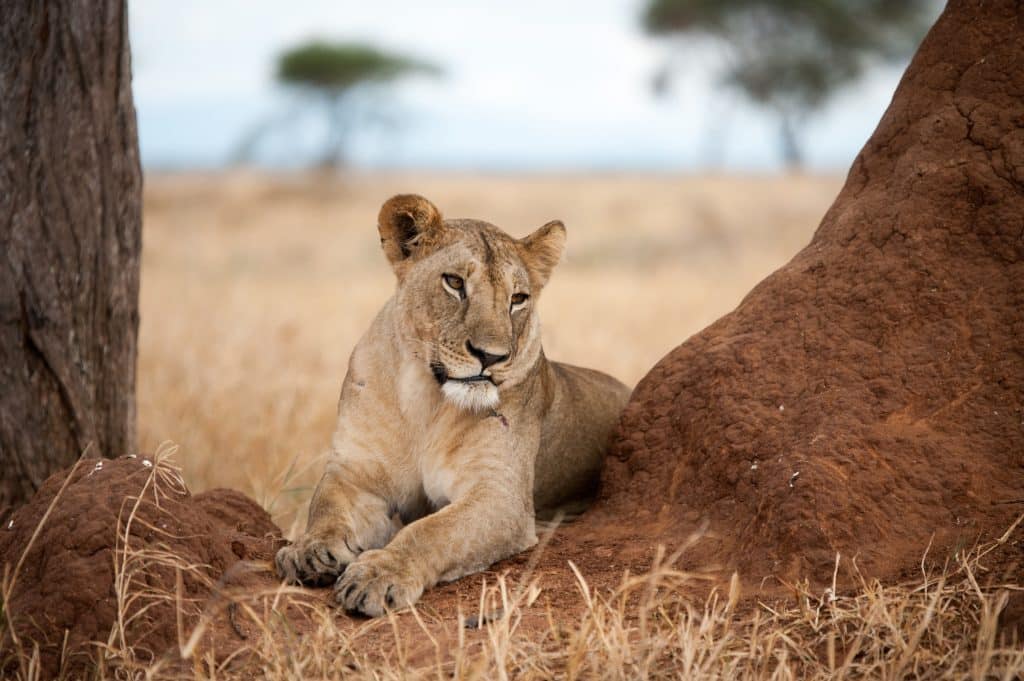 Lioness lying down at the bottom of a tree (Grace Chu and Stephen Dang)