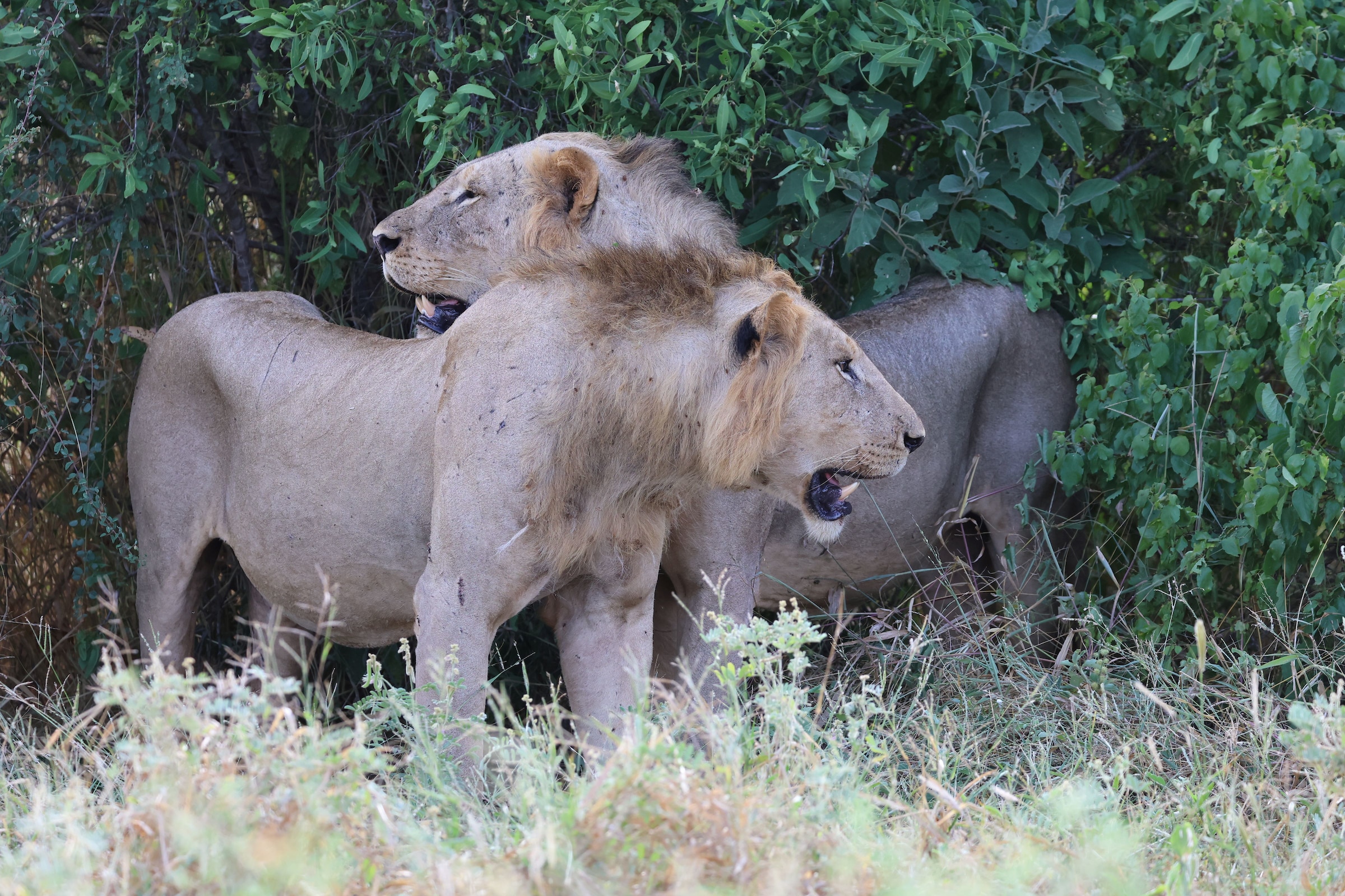 tsavo lions