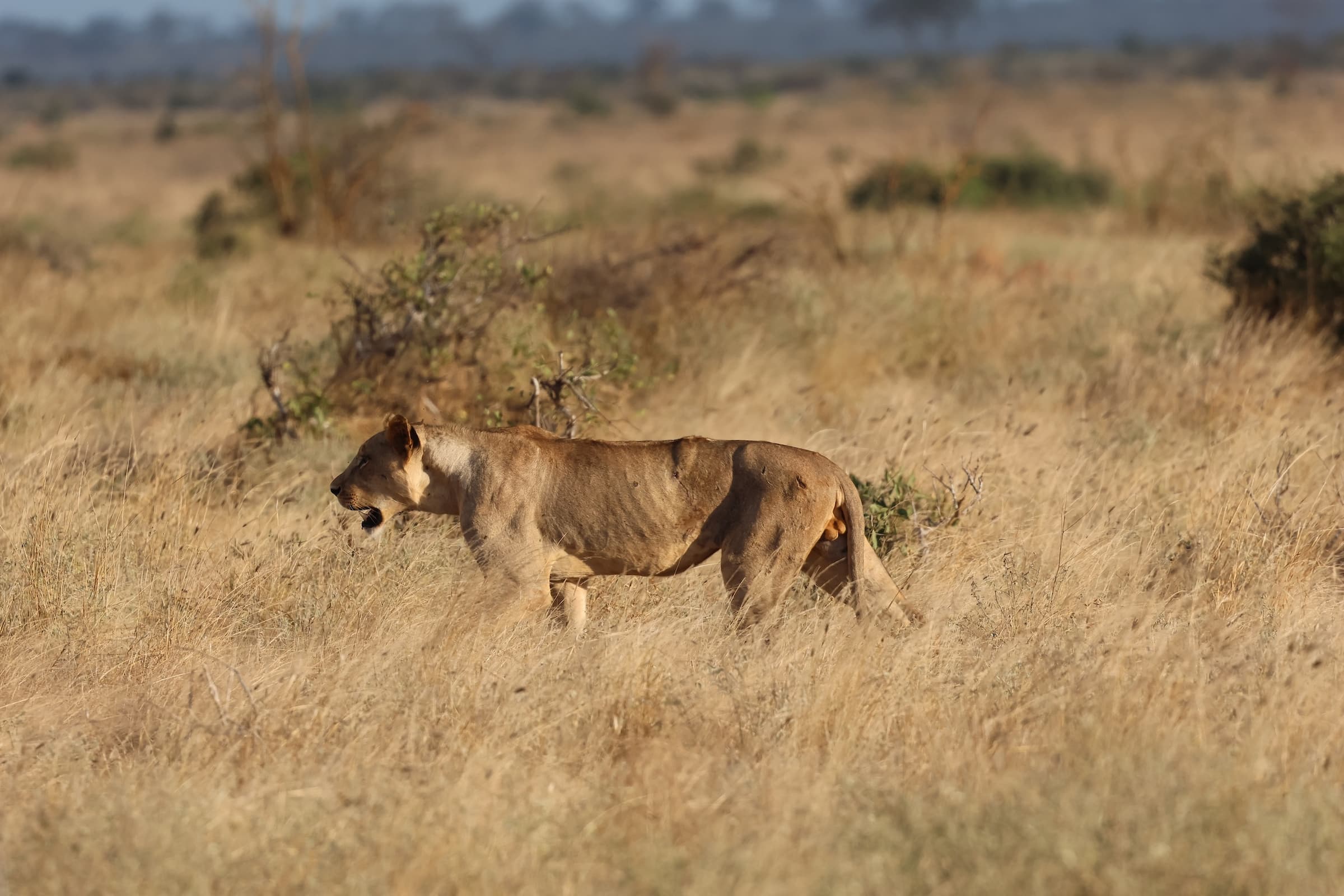 maneless male lion