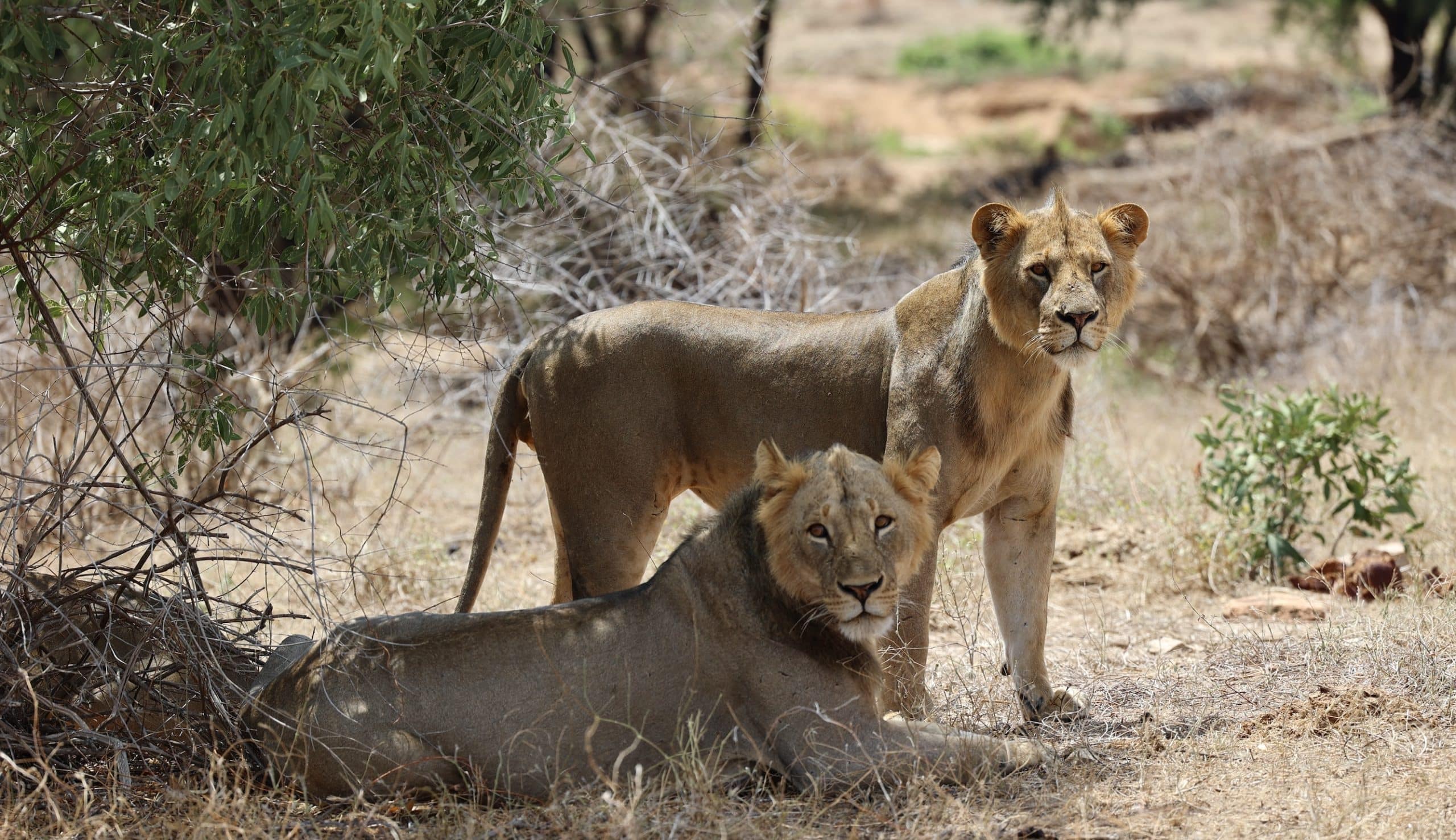 Tsavo male lion