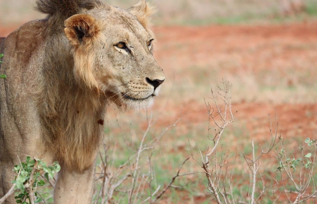 Male lion (Tsavo Trust)