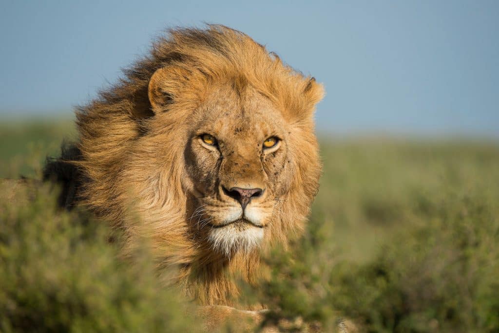 Male Lion close up (Daniel Rosengren)