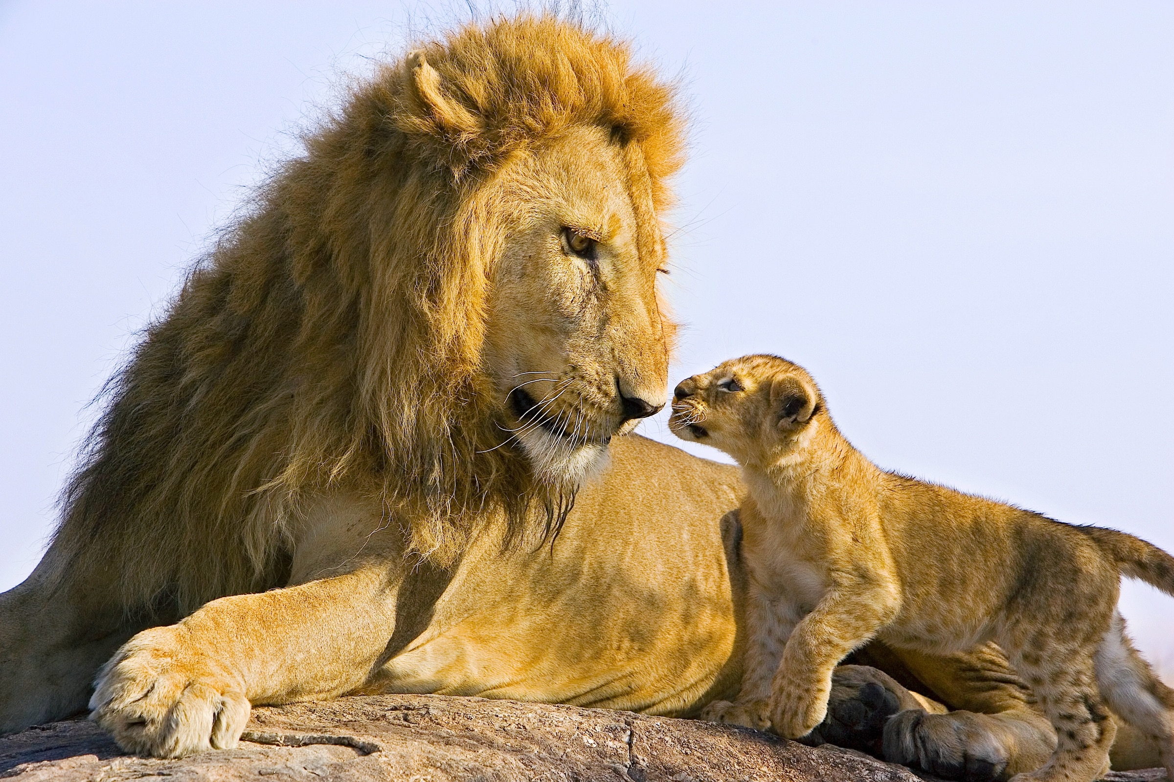 male lion and cub