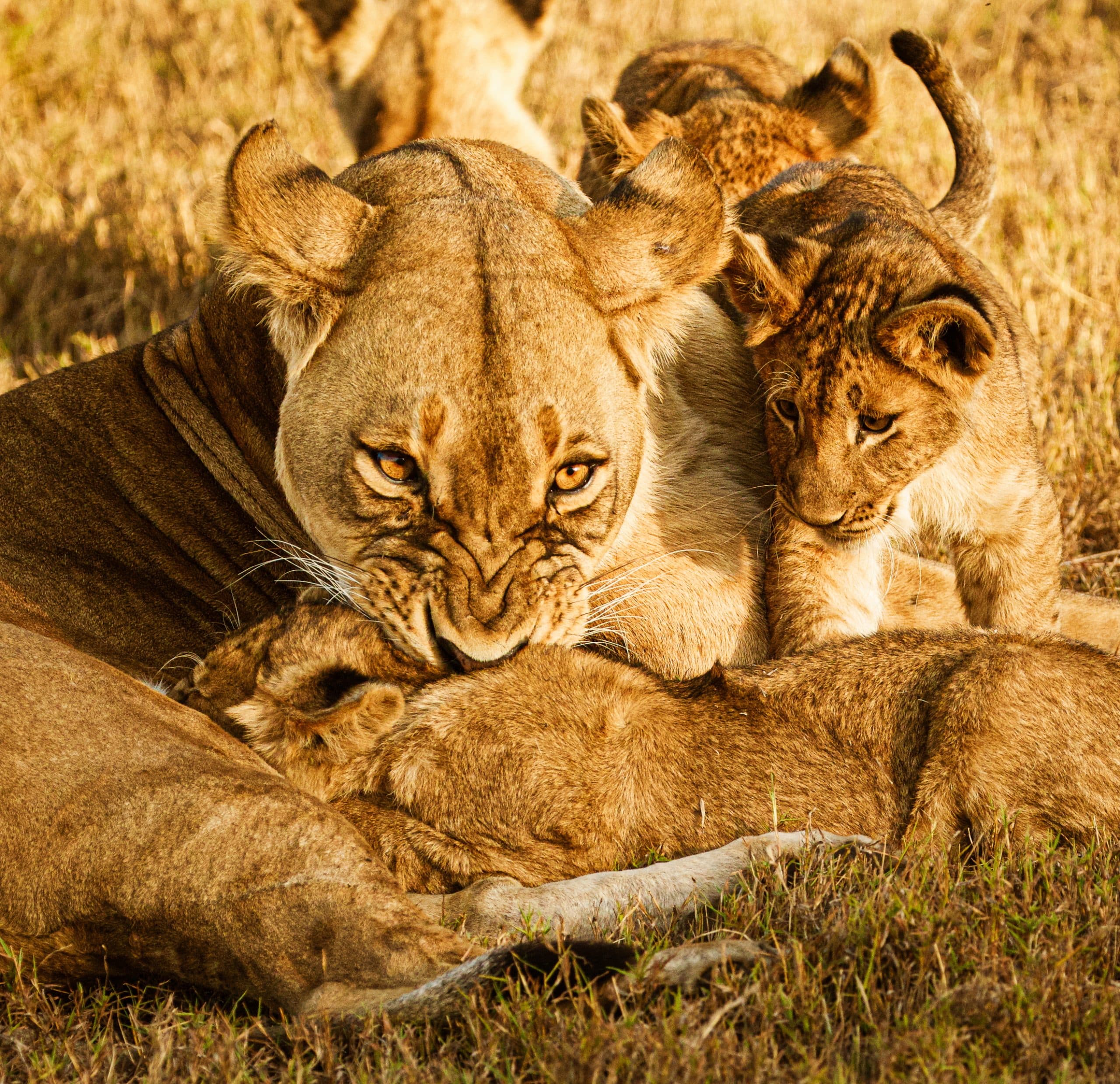 mother lion cubs family